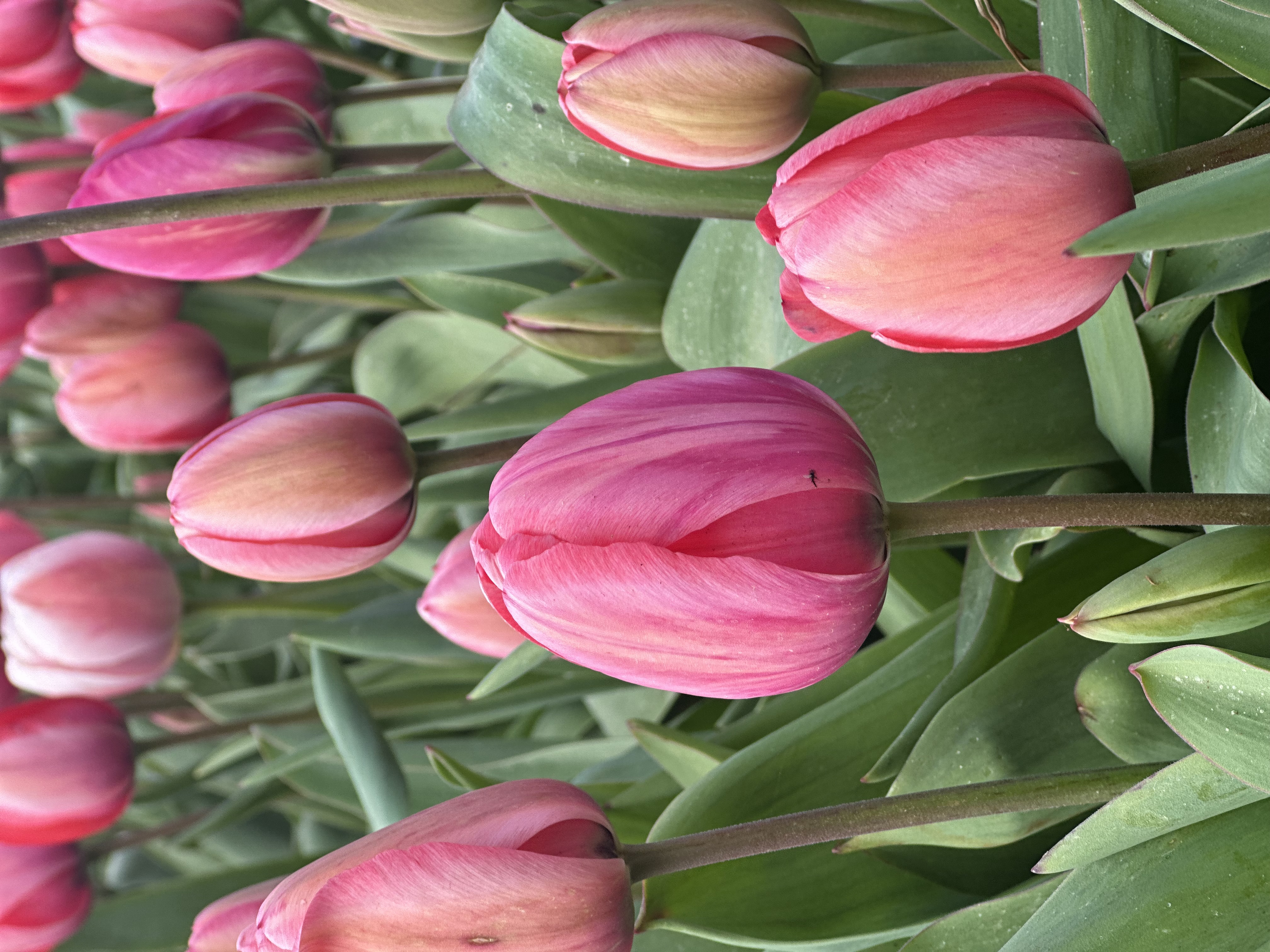 Tulips