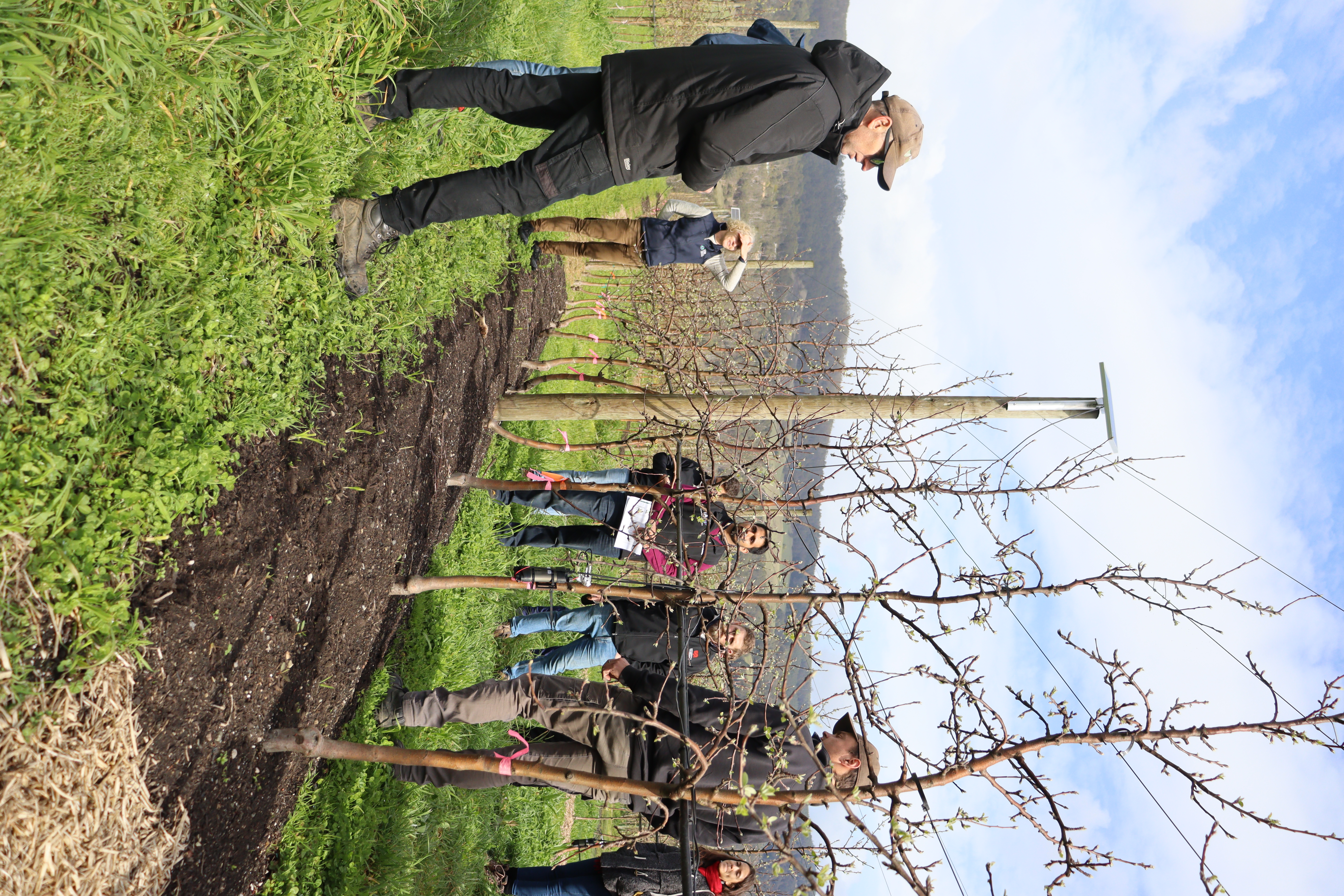 Research data showed significant improvement of the fruit per tree in trees that had either compost, straw or mow and throw treatments as compoared to untreated trees.