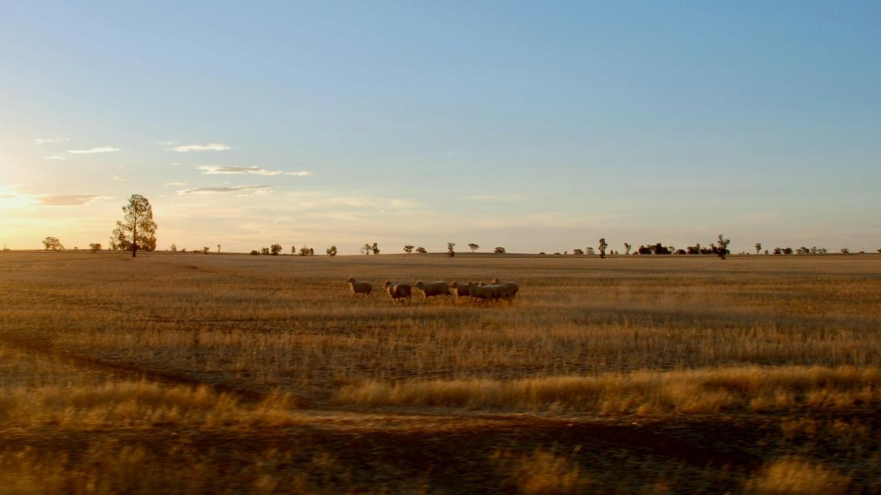 Sheep in paddock