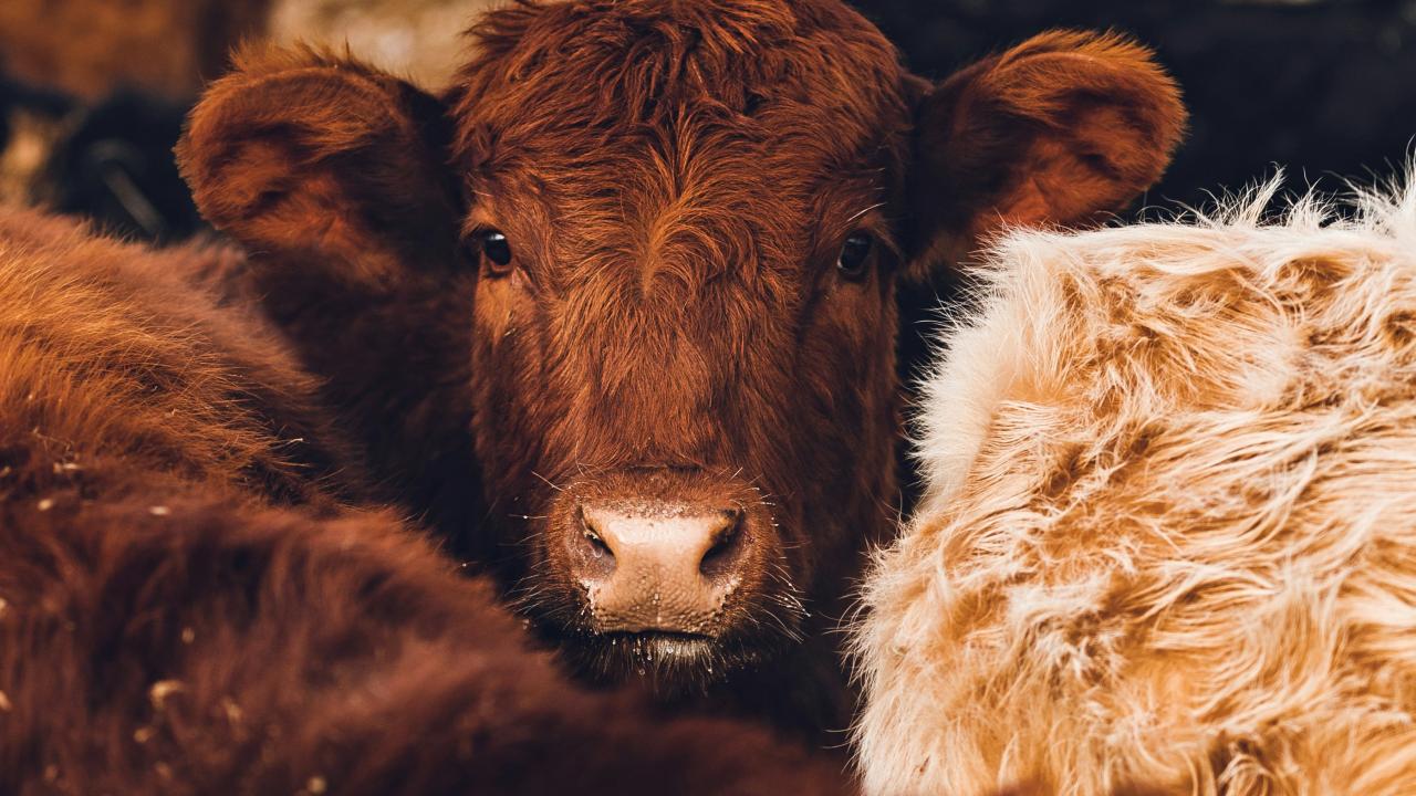 Photo by subtle cinematics Cows