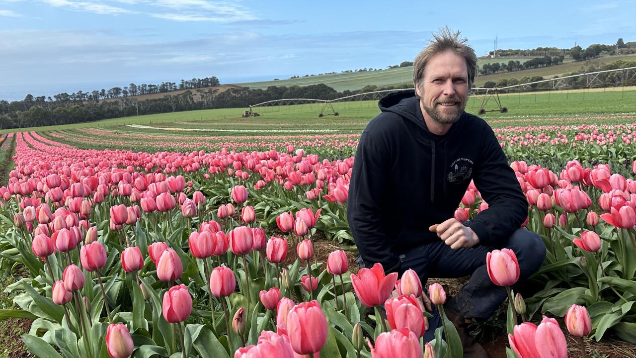 Tulips are blooming early at Table Cape Tulip Farm