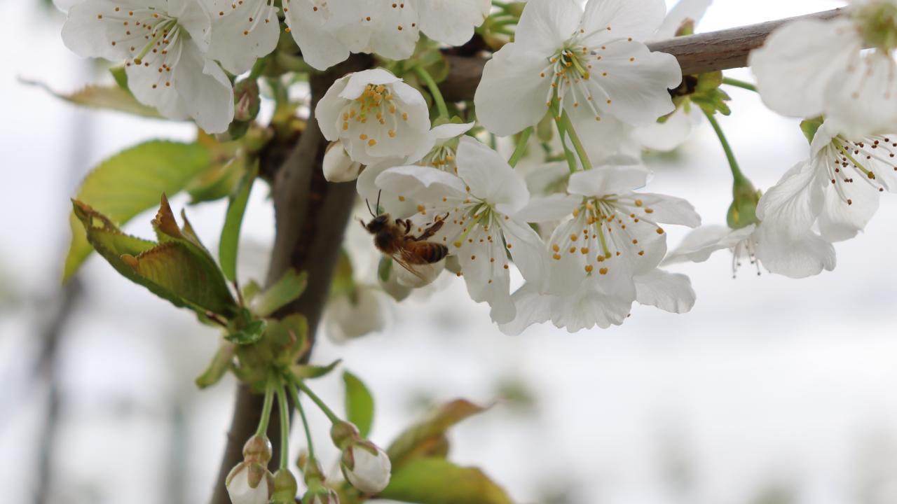 Bee pollinates cherry plant