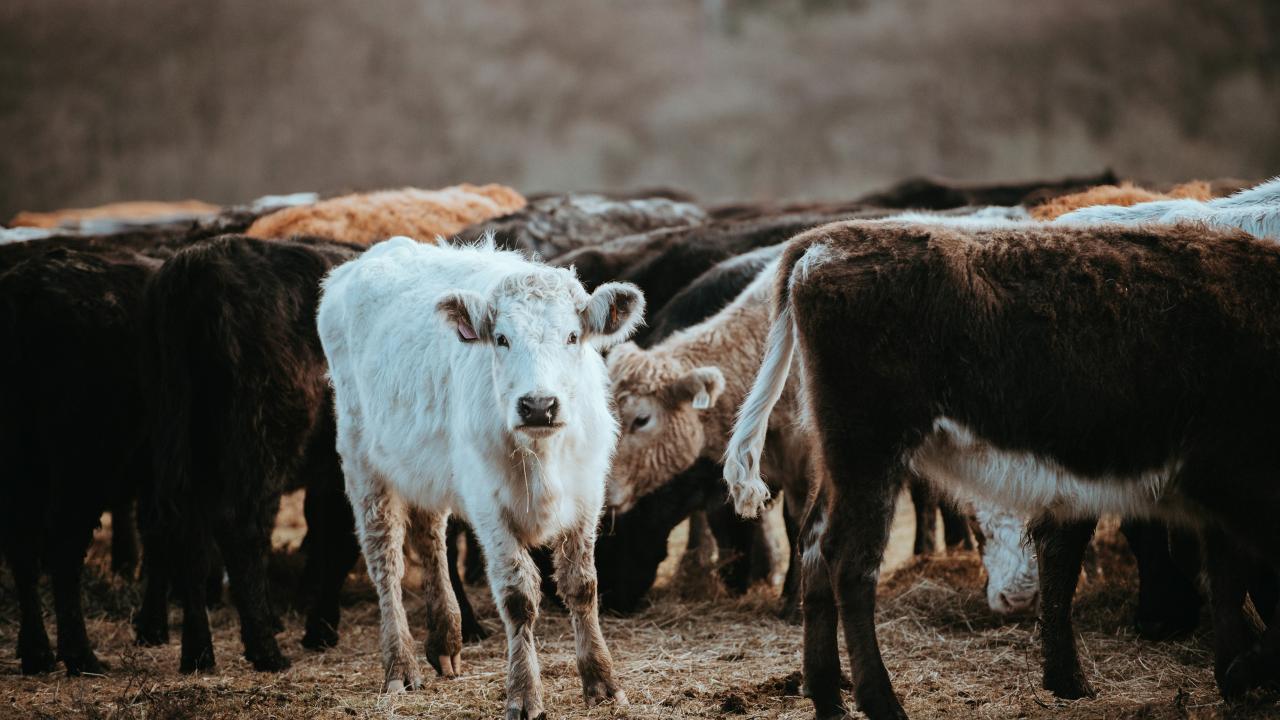 Photo: Annie Spratt Cattle