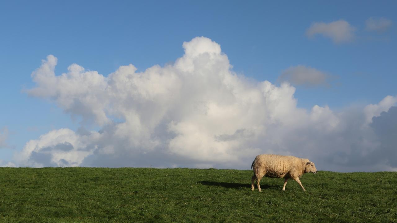 Sheep in paddock