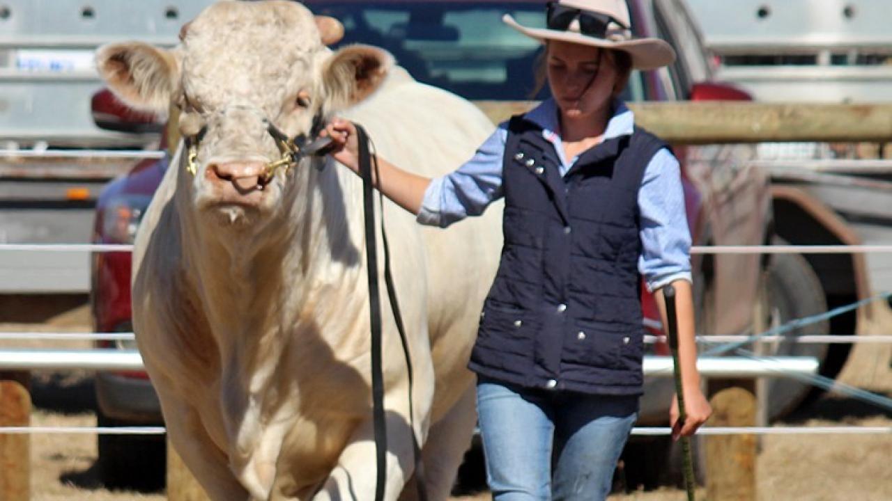 Bushy park show Mollie Fenton with Charolais bull.