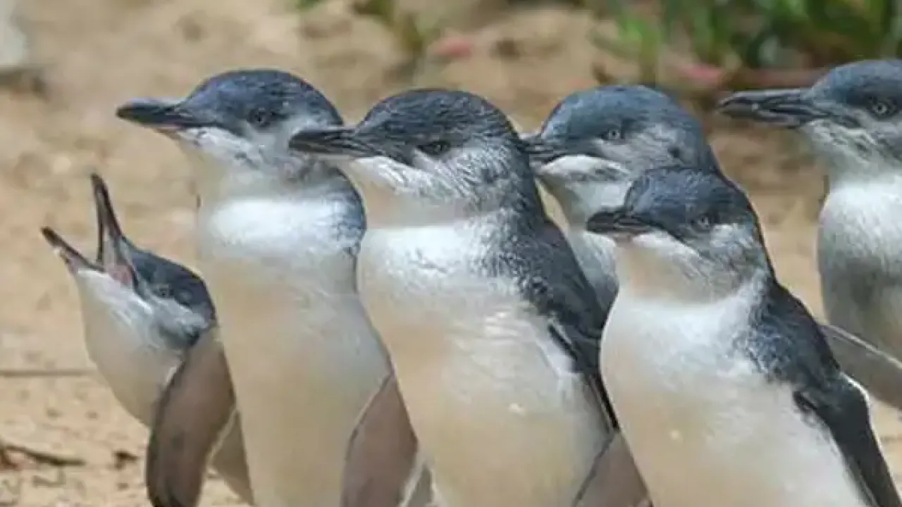 Little penguins