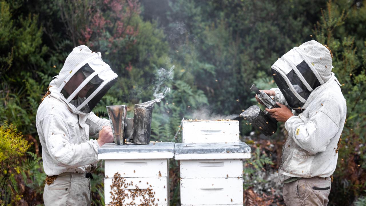 Inspecting hives