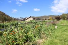 Gardners Bay market garden