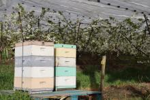 Hives are placed around the cherry orchard by Mr Gordon so that his bees can pollinate the cherries.