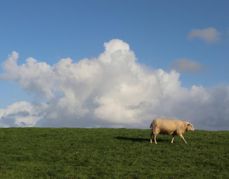 Sheep in paddock