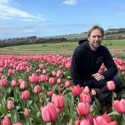 Tulips are blooming early at Table Cape Tulip Farm