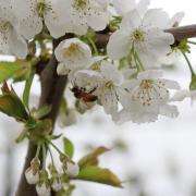 Bee pollinates cherry plant