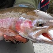 A big male rainbow trout before release