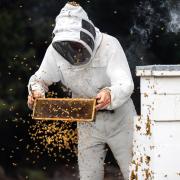 Beekeeper