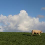 Sheep in paddock