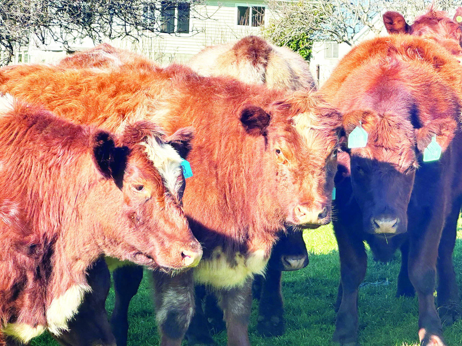 Shorthorn cattle