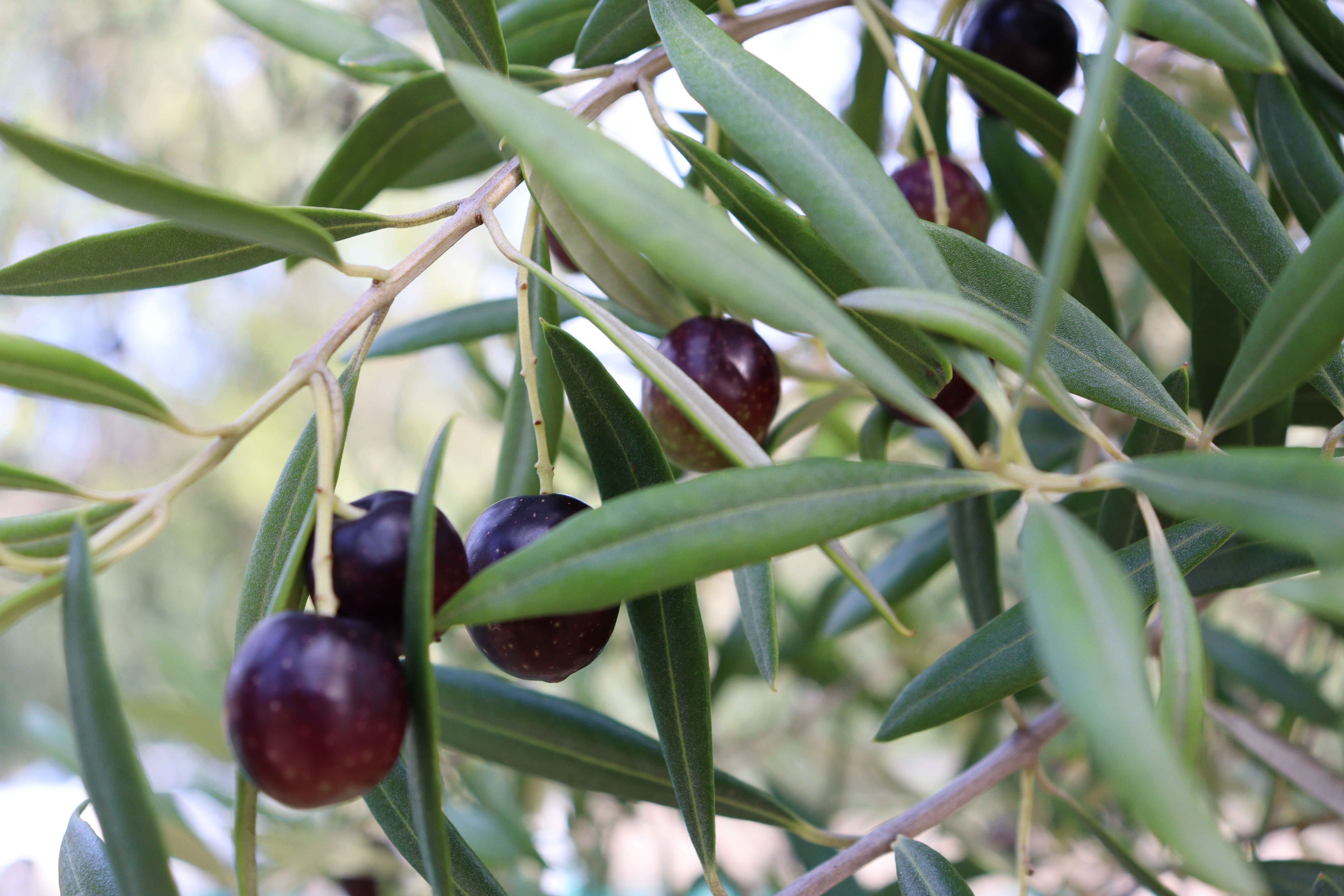 frantoio olives