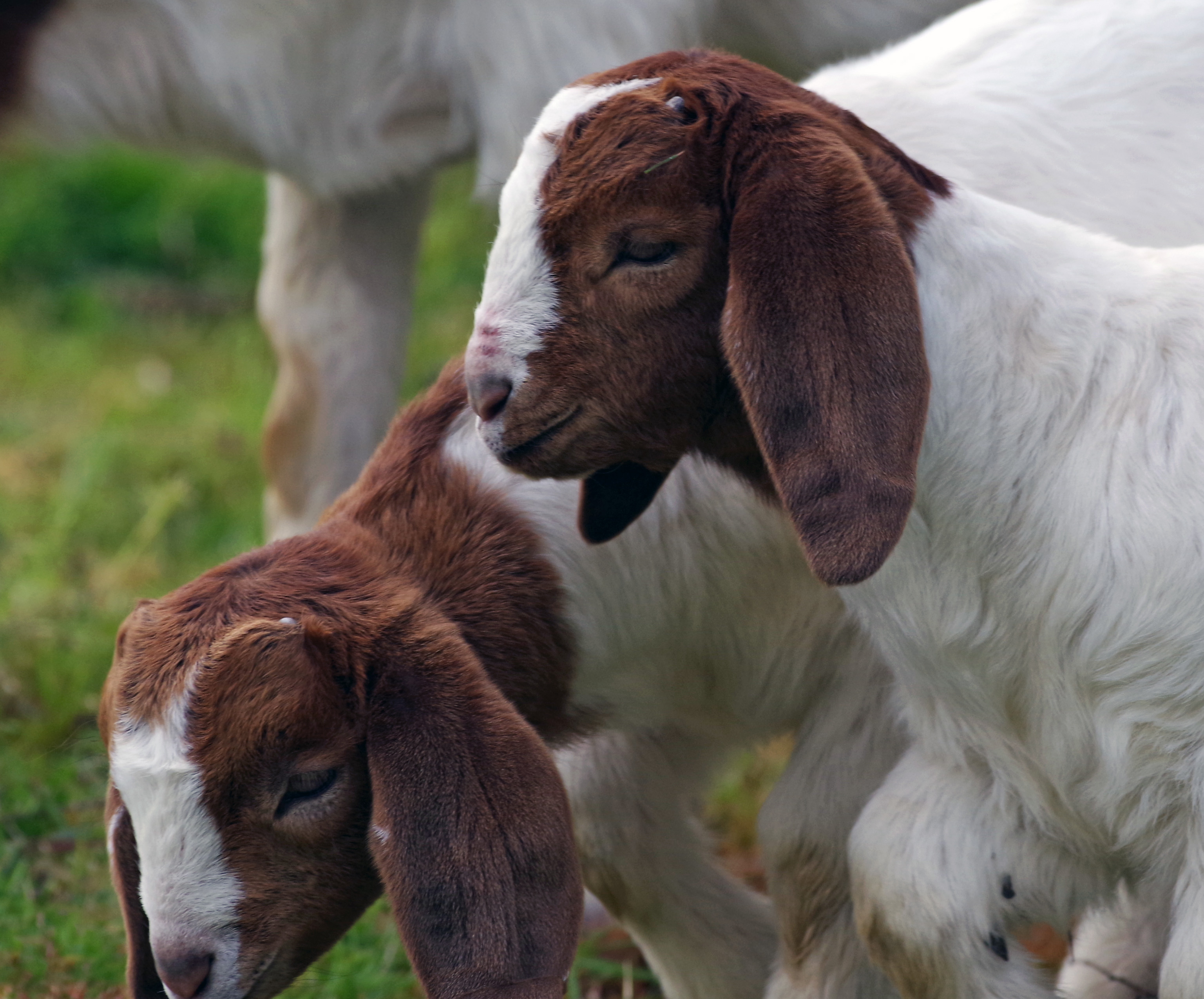 Boer goats