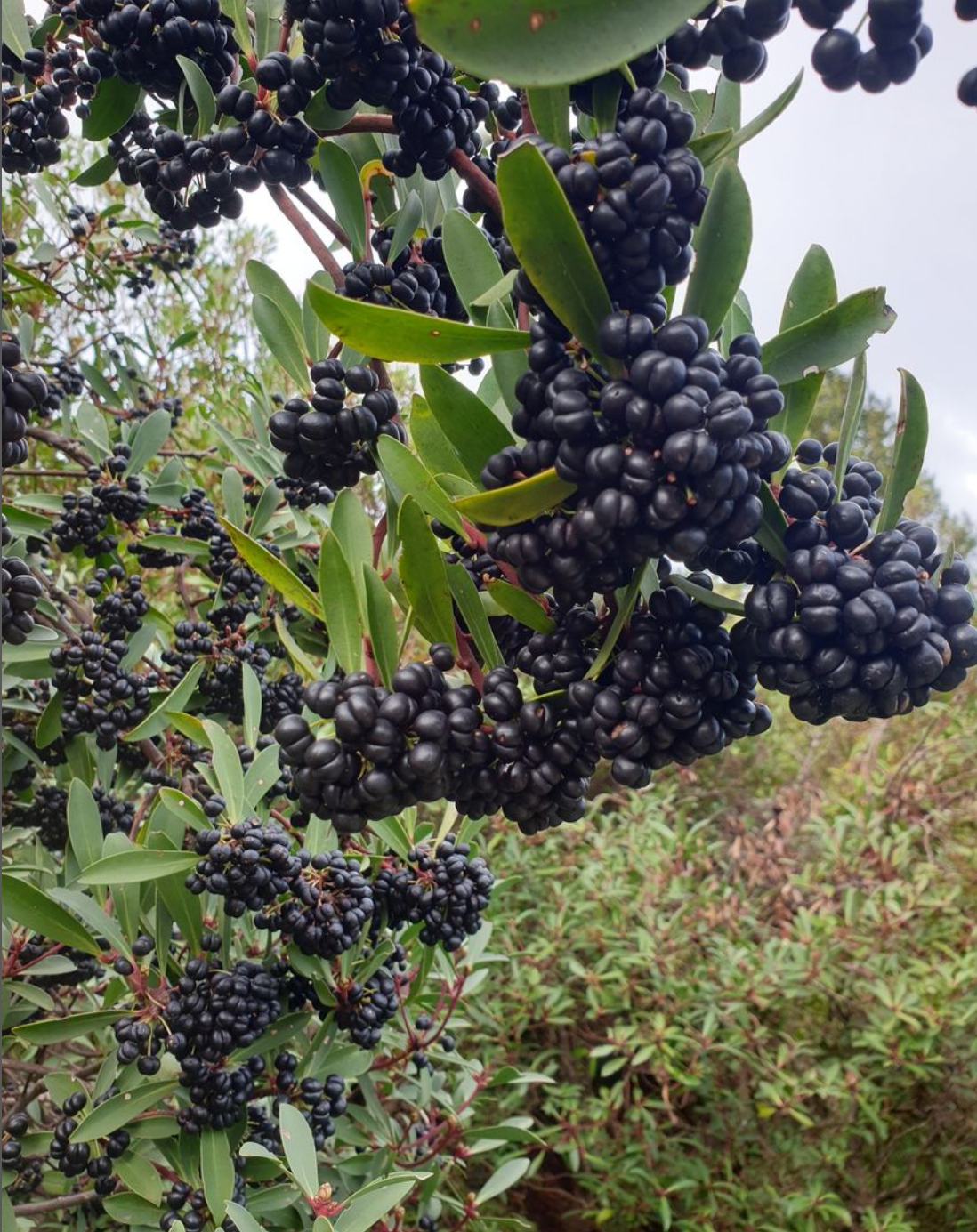 Pepper berries