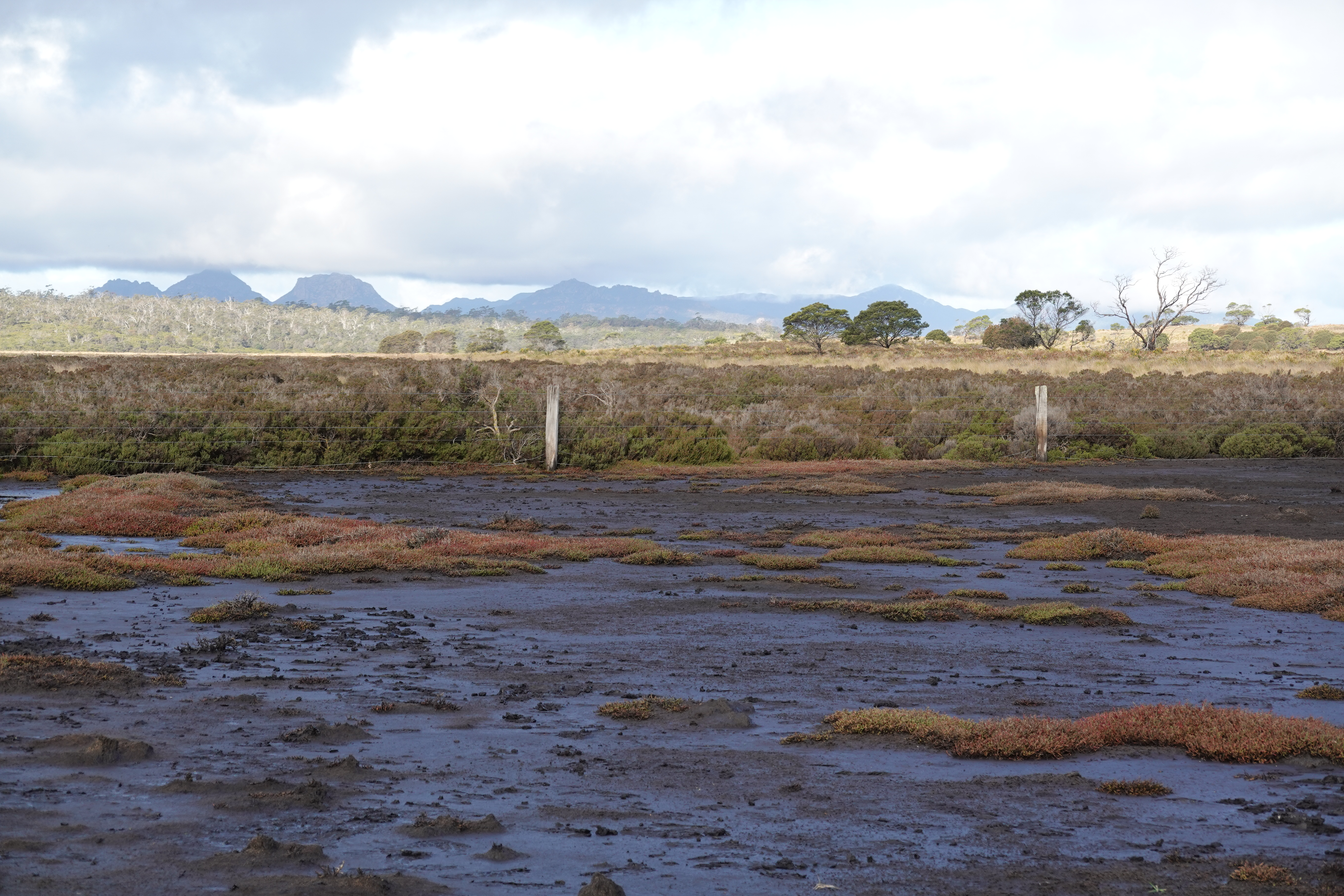 saltmarsh