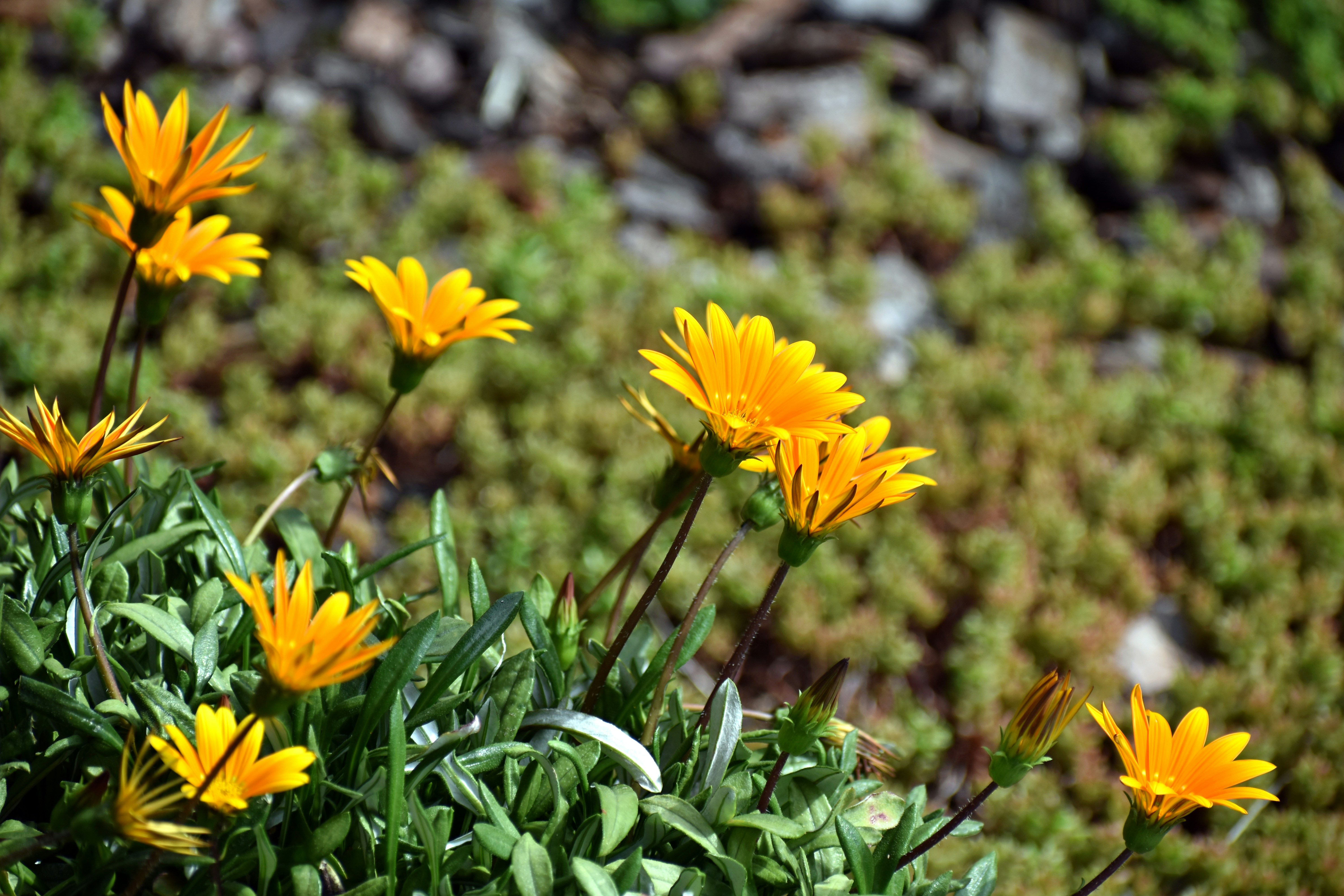 Gazania Flower