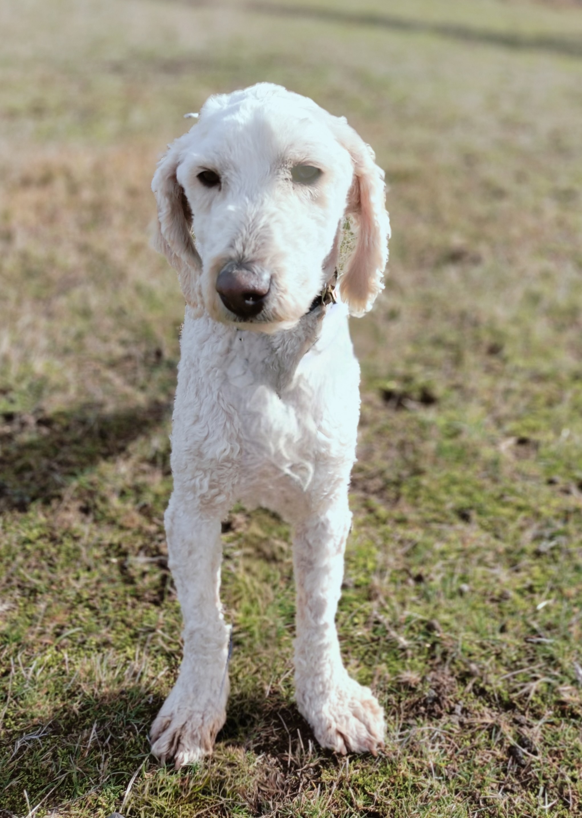 One of the surrendered labradoodles