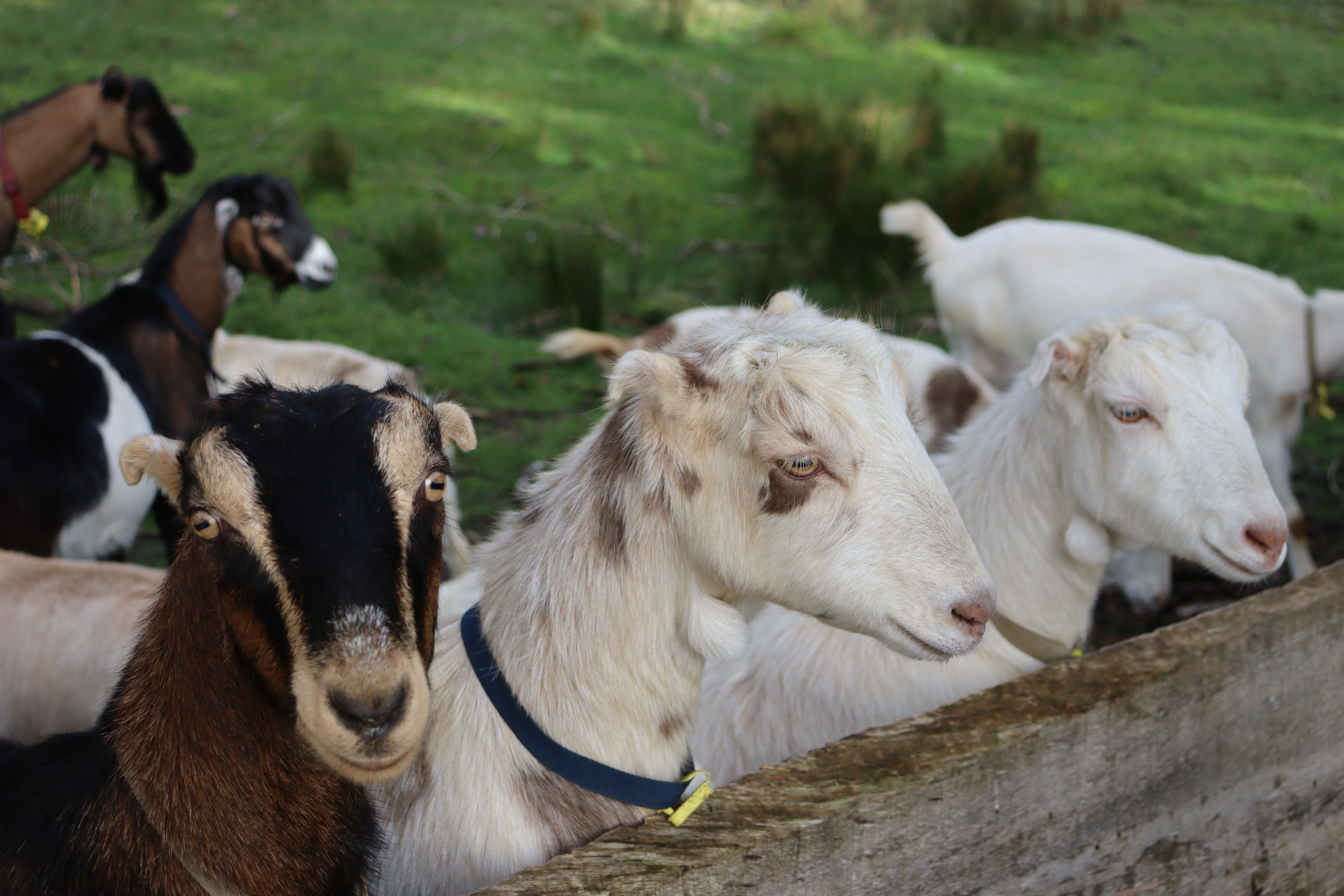 La Mancha goats