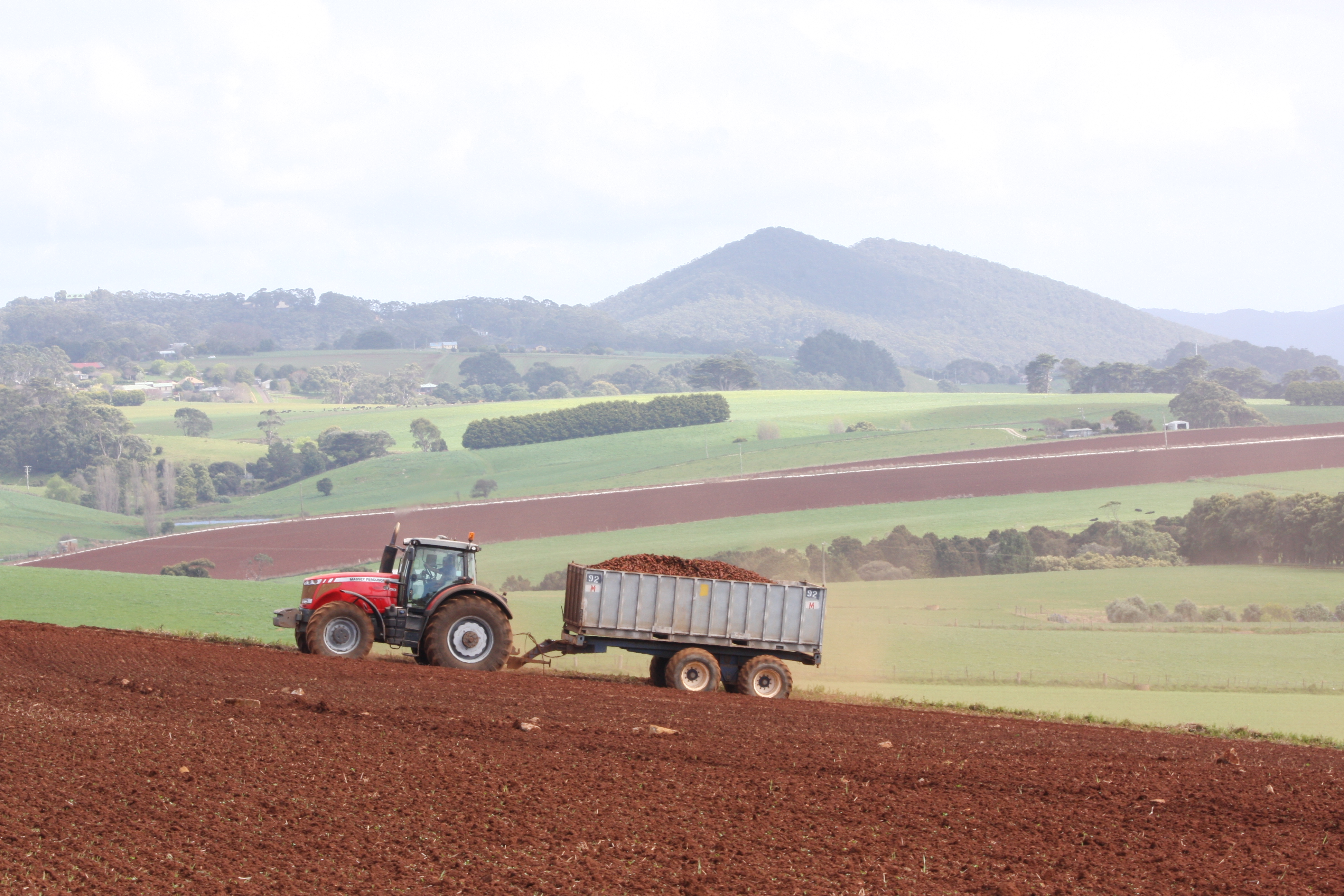 Potato harvesting