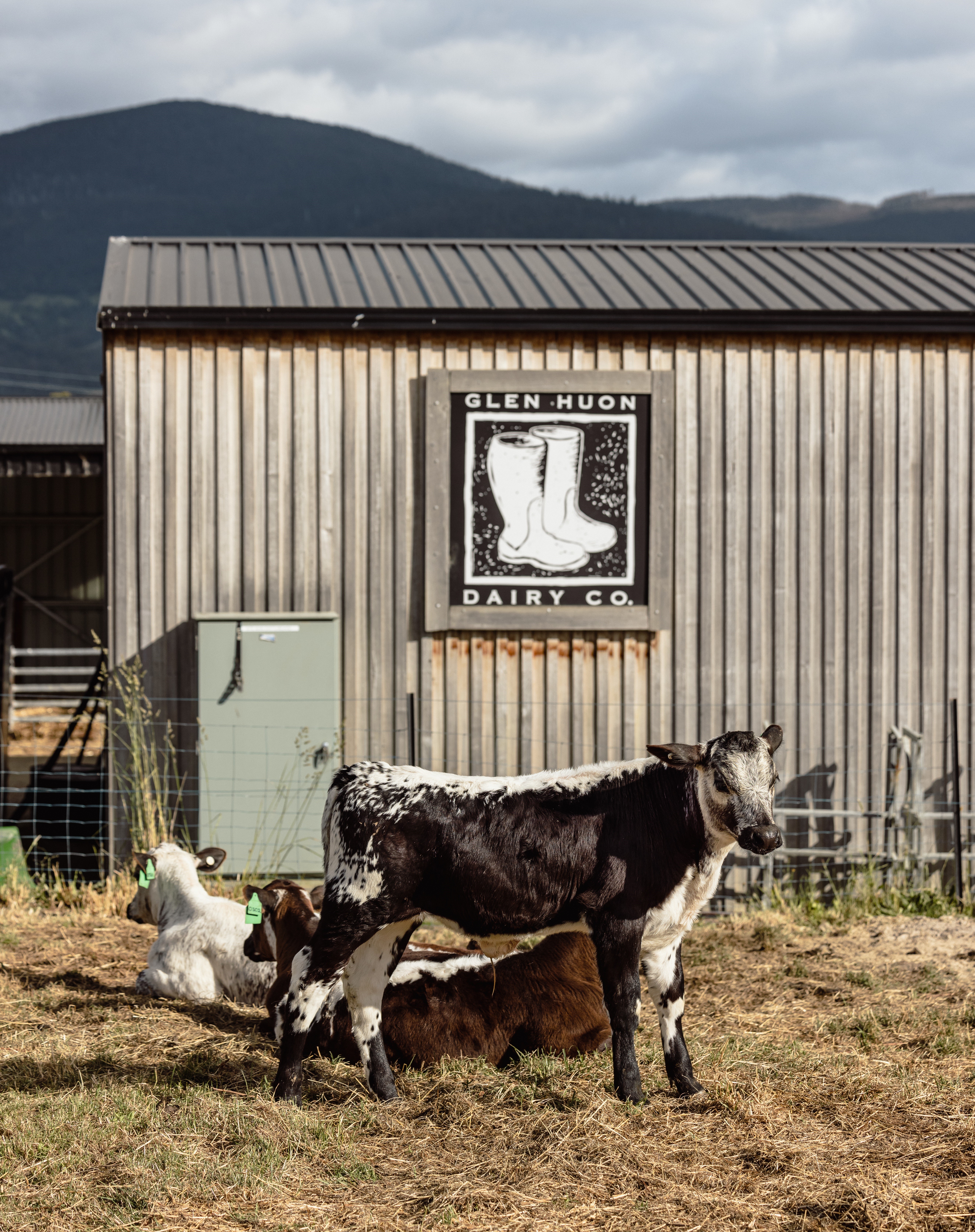 Glen Huon Dairy