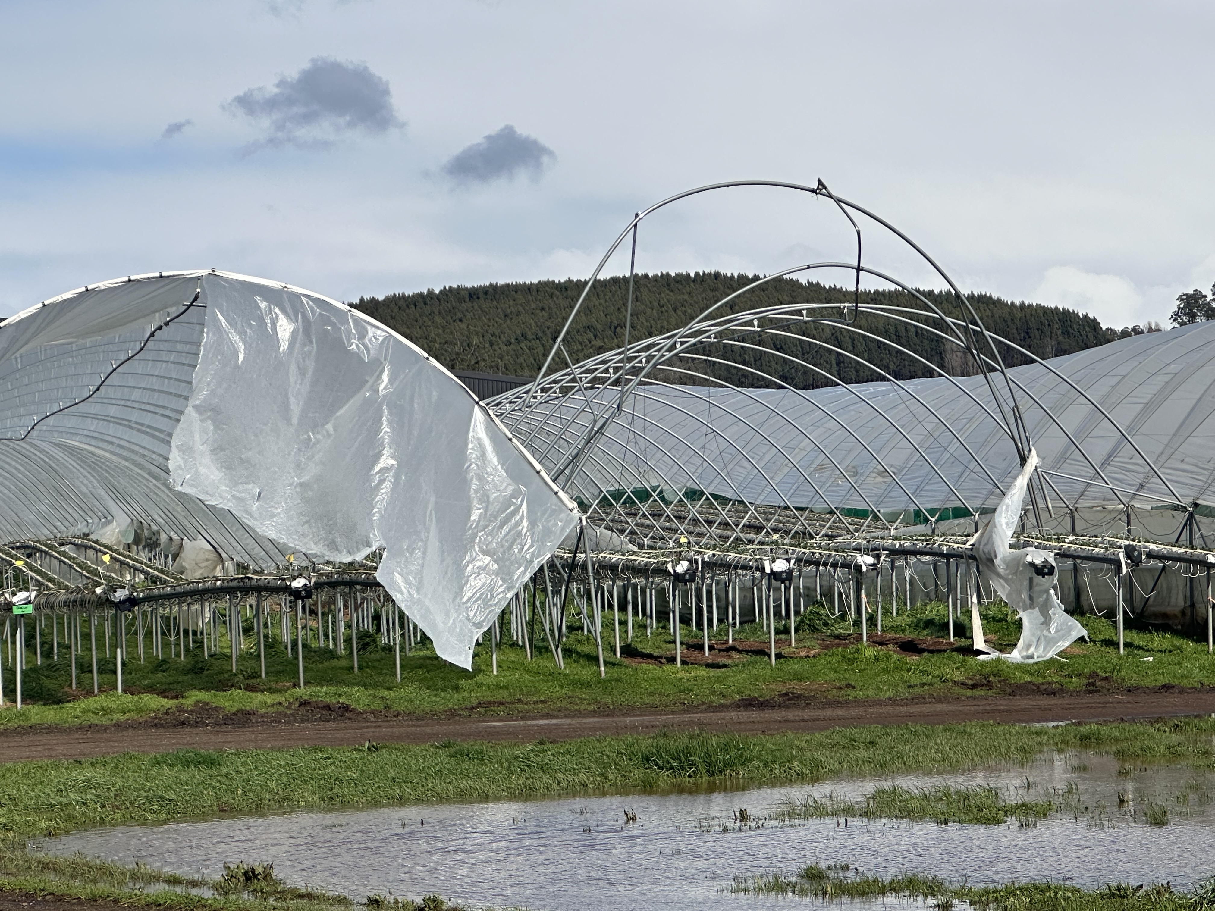 Berry tunnels ripped apart at Exton