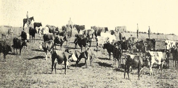 Will Bowling's milking cows