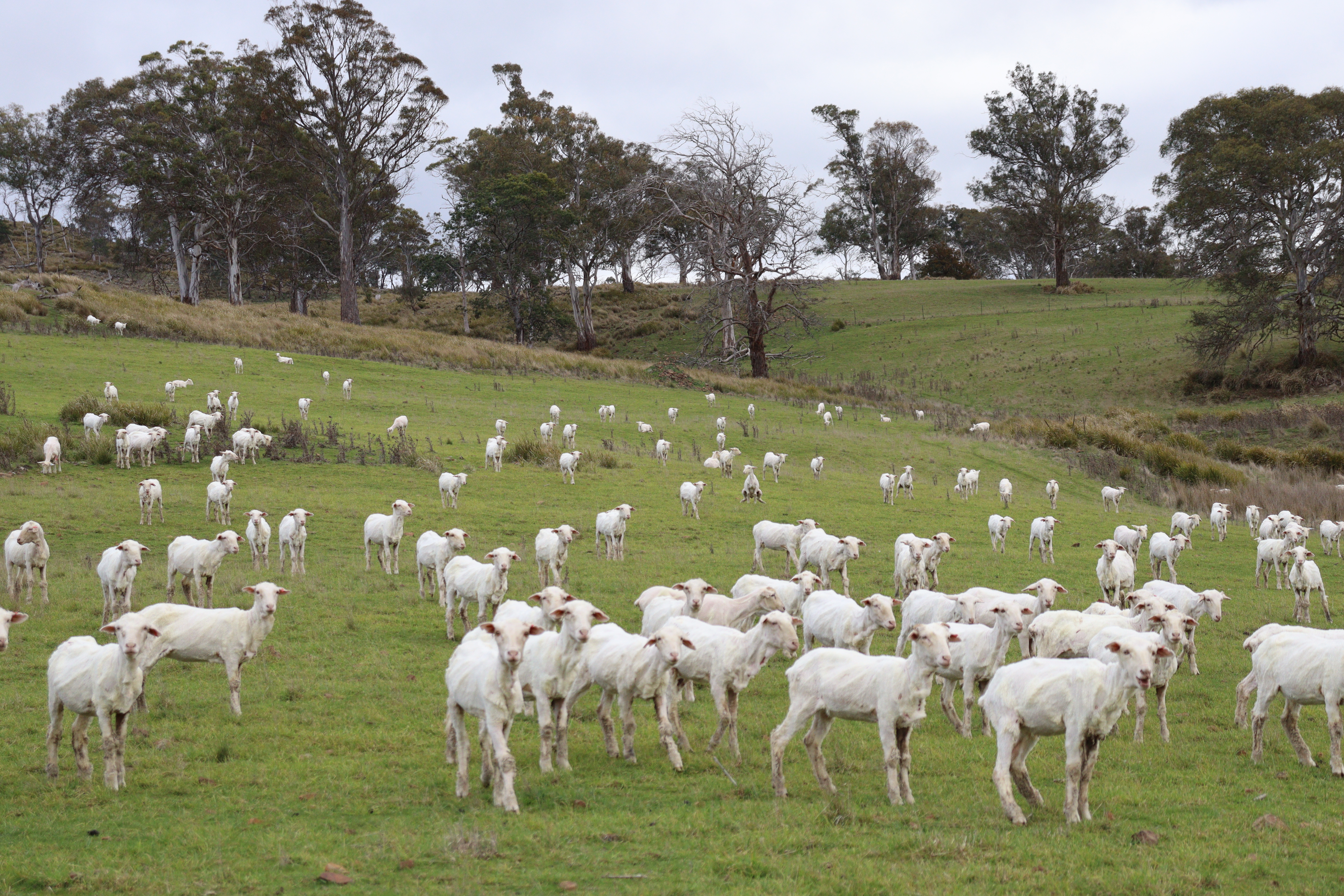 Freshly shorn lambs