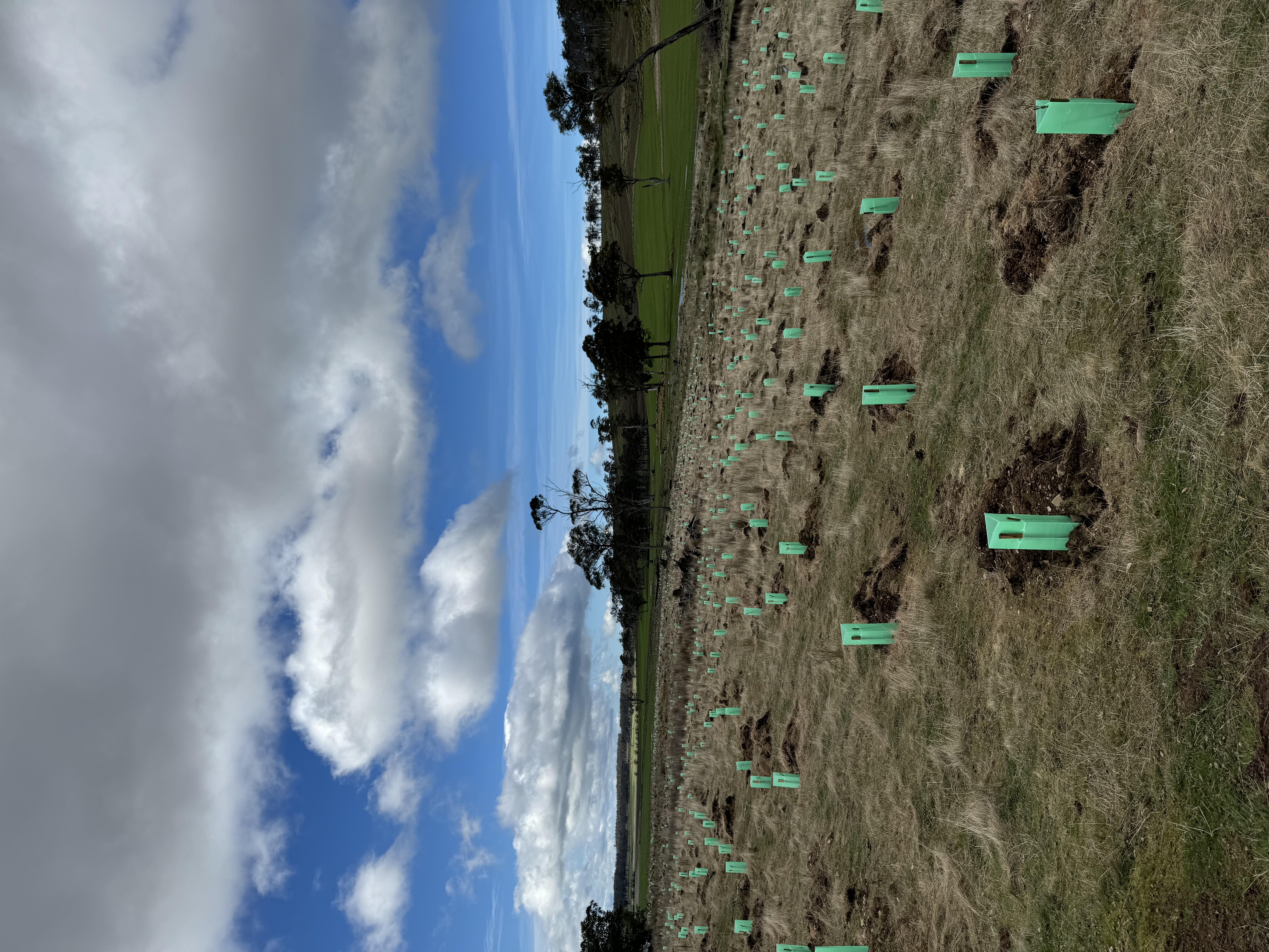 Revegetation work