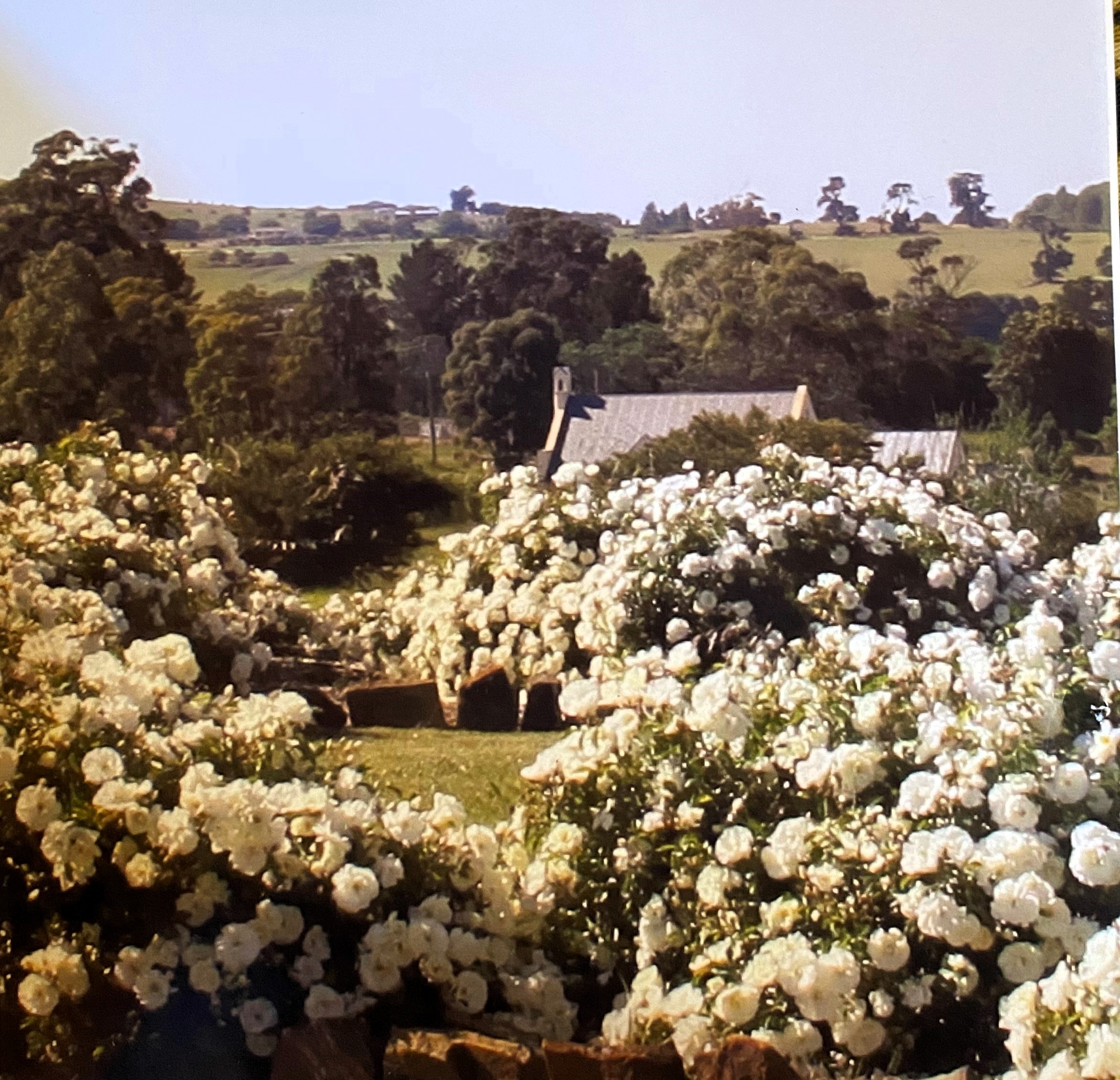 The rose garden from ground level.