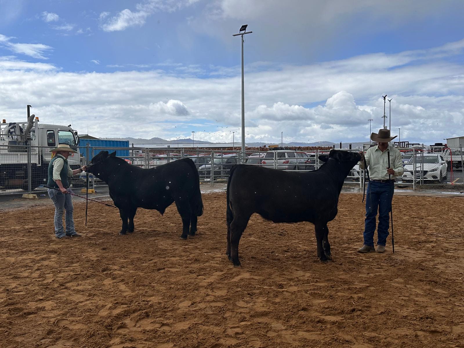 Kanangra Cattle Co handlers Sheree Lawrence and Thomas Febey with their two grand champion interbreed bulls competing for the Supreme champion title.