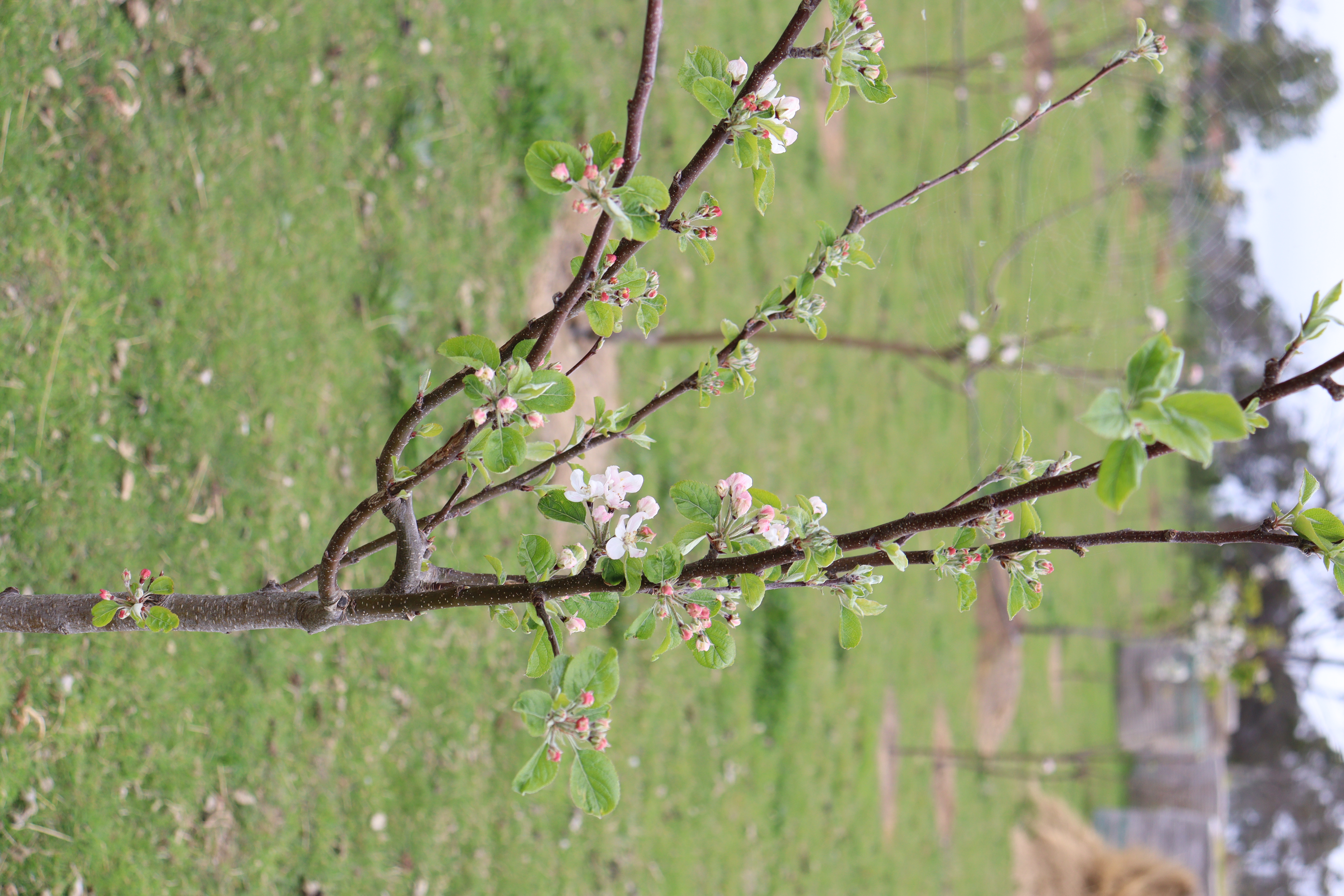 Cherry tree