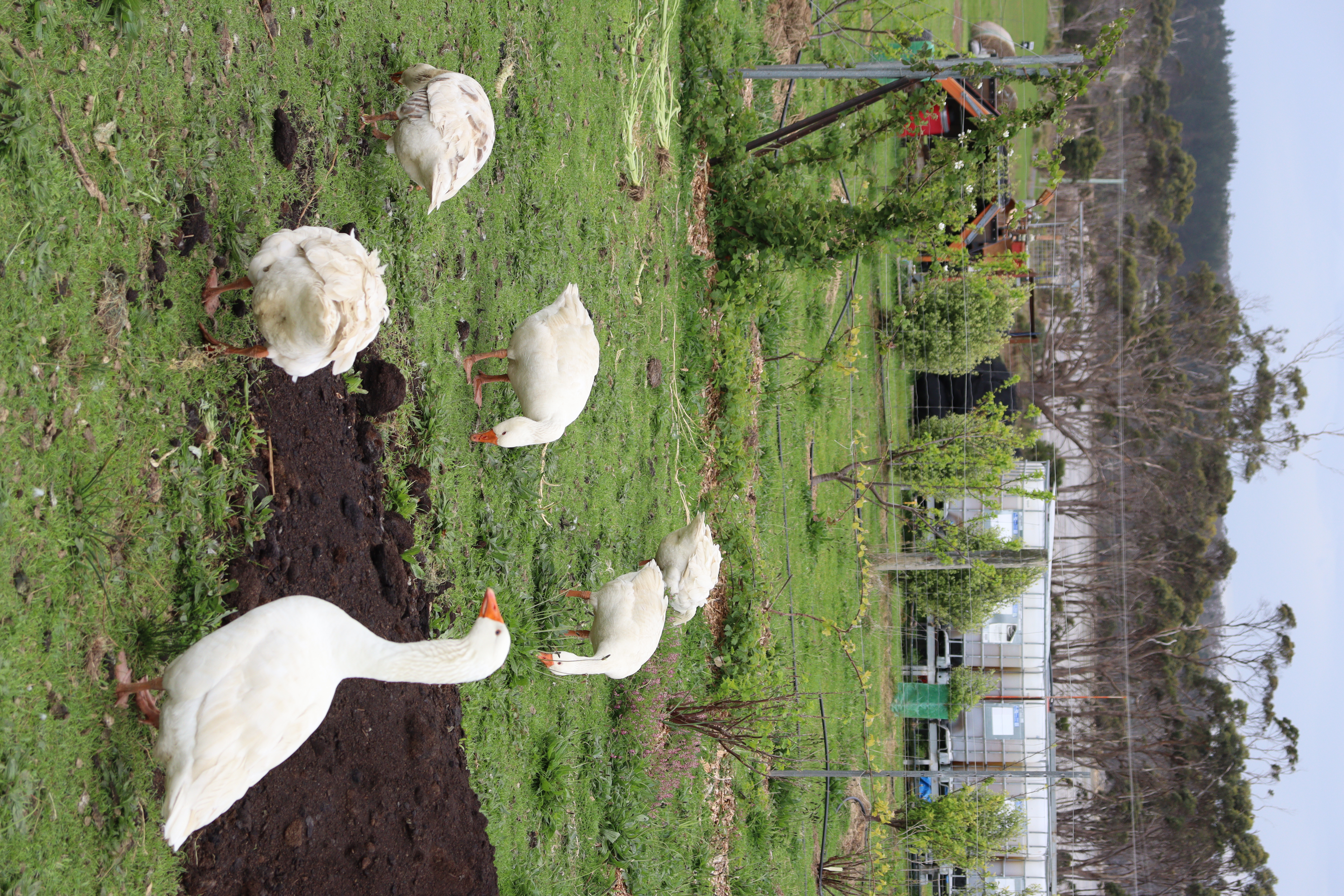 Geese to keep the grass down 