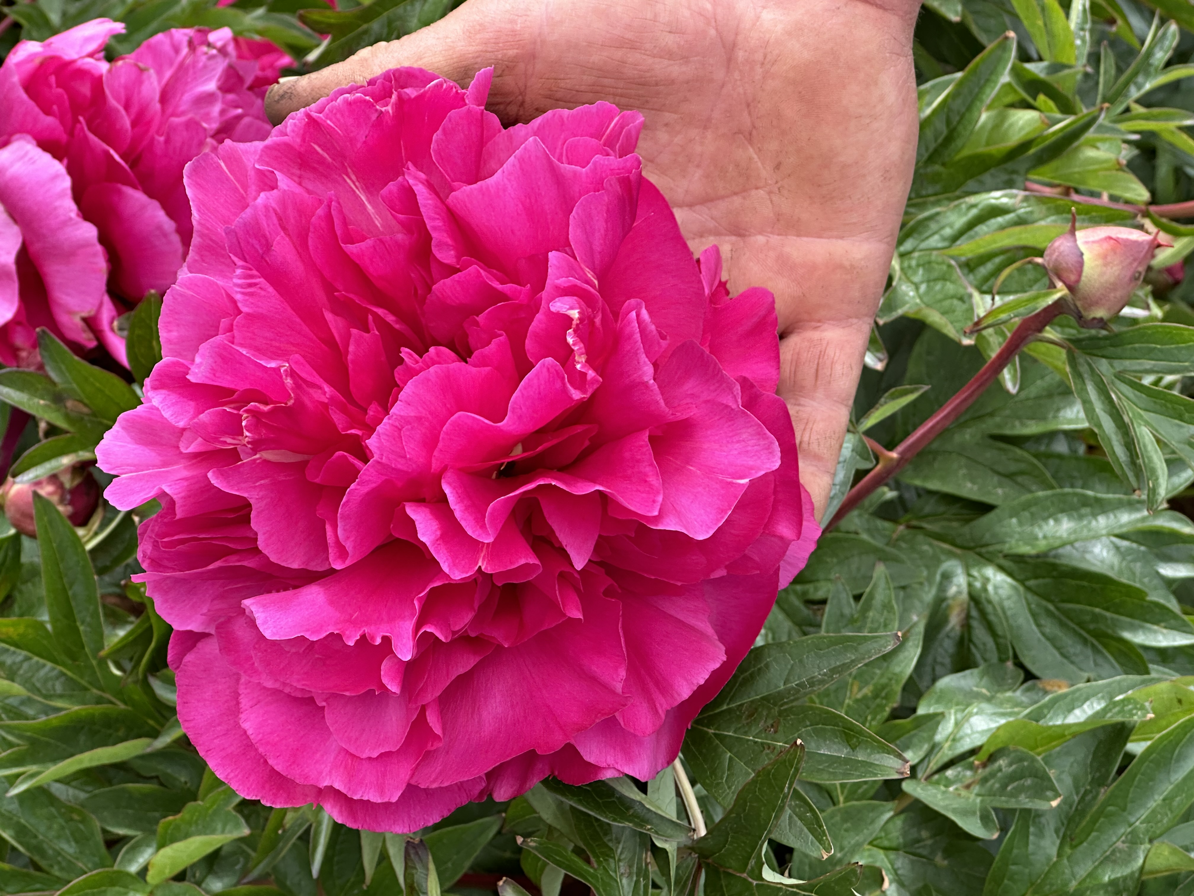 peony