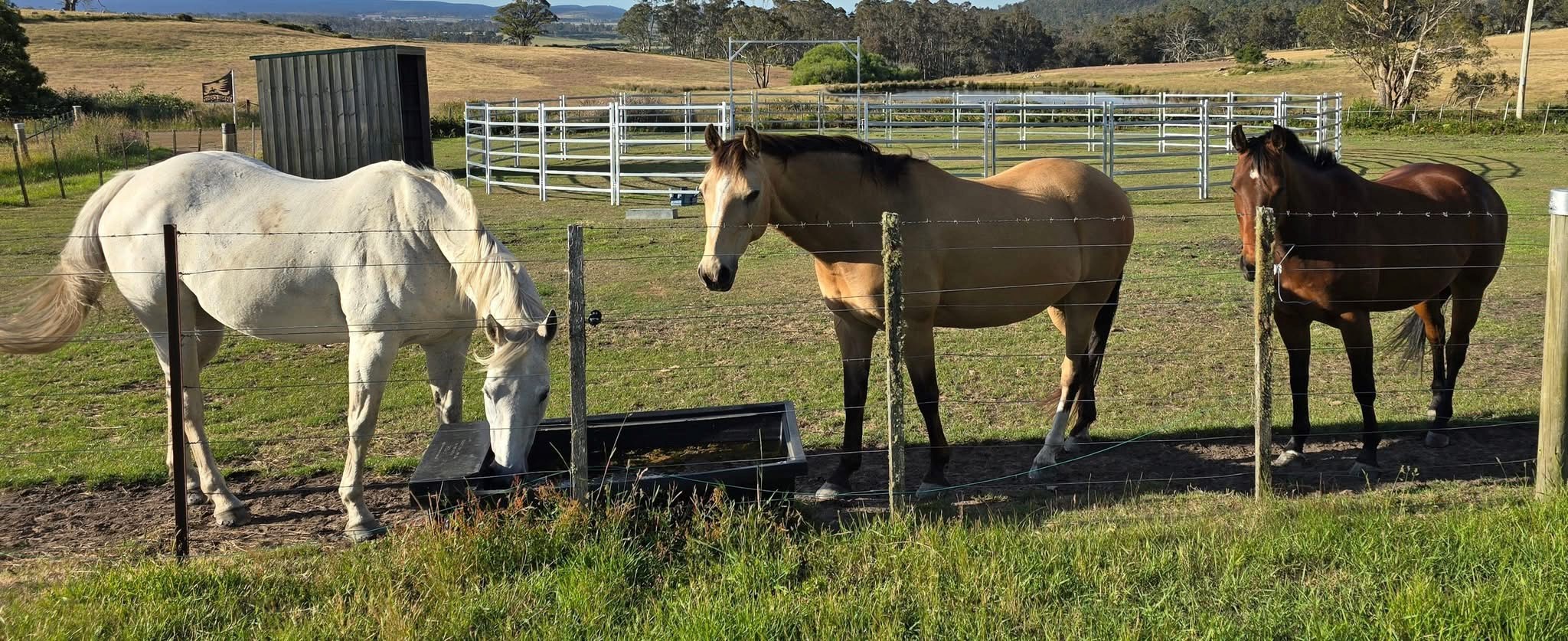 The team of equine therapy horses at Pinecrest Farm