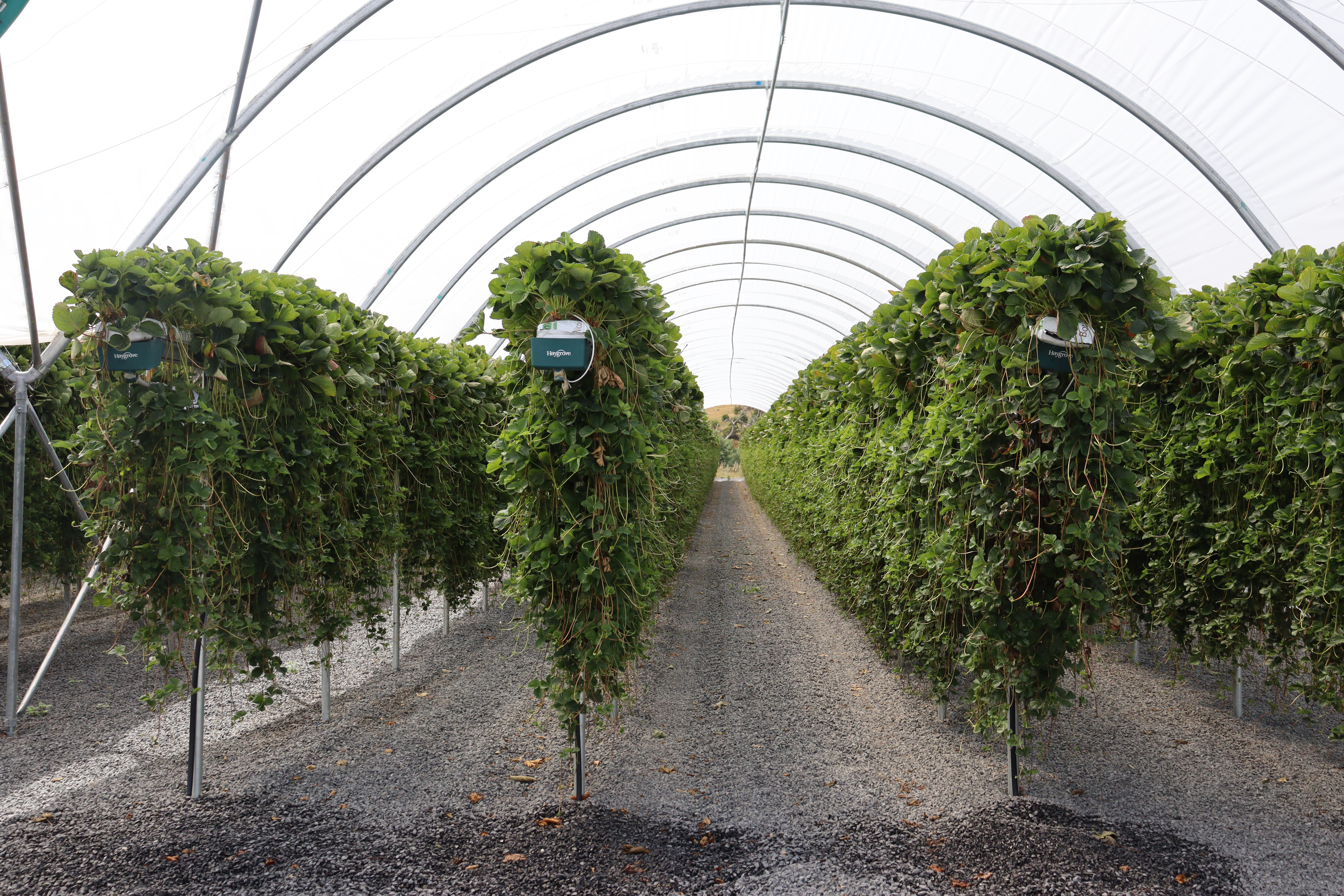 'misted tip' Rows under drip tunnels