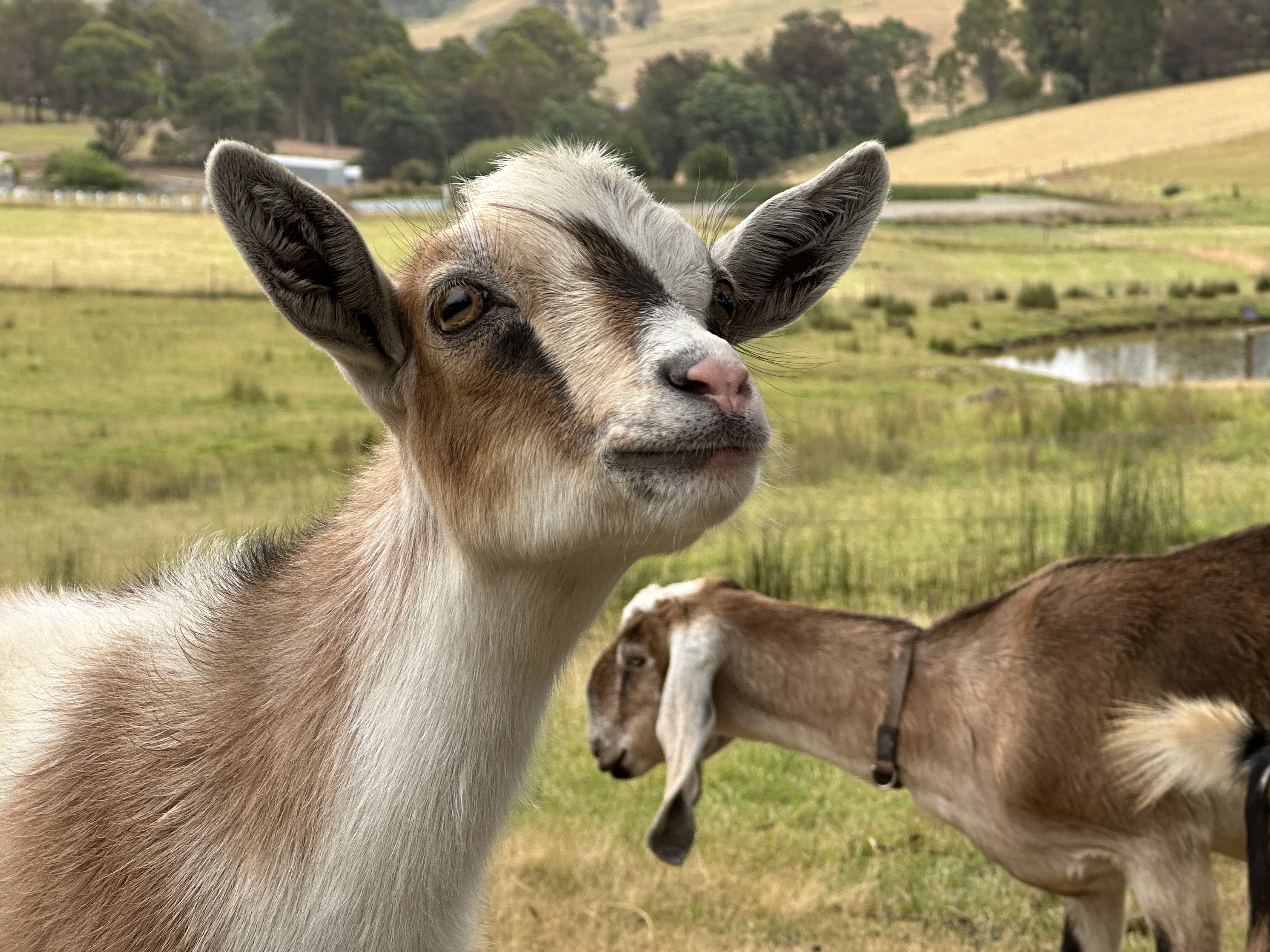 A Nigerian Dwarf at Tippy Toes Dairy Goats