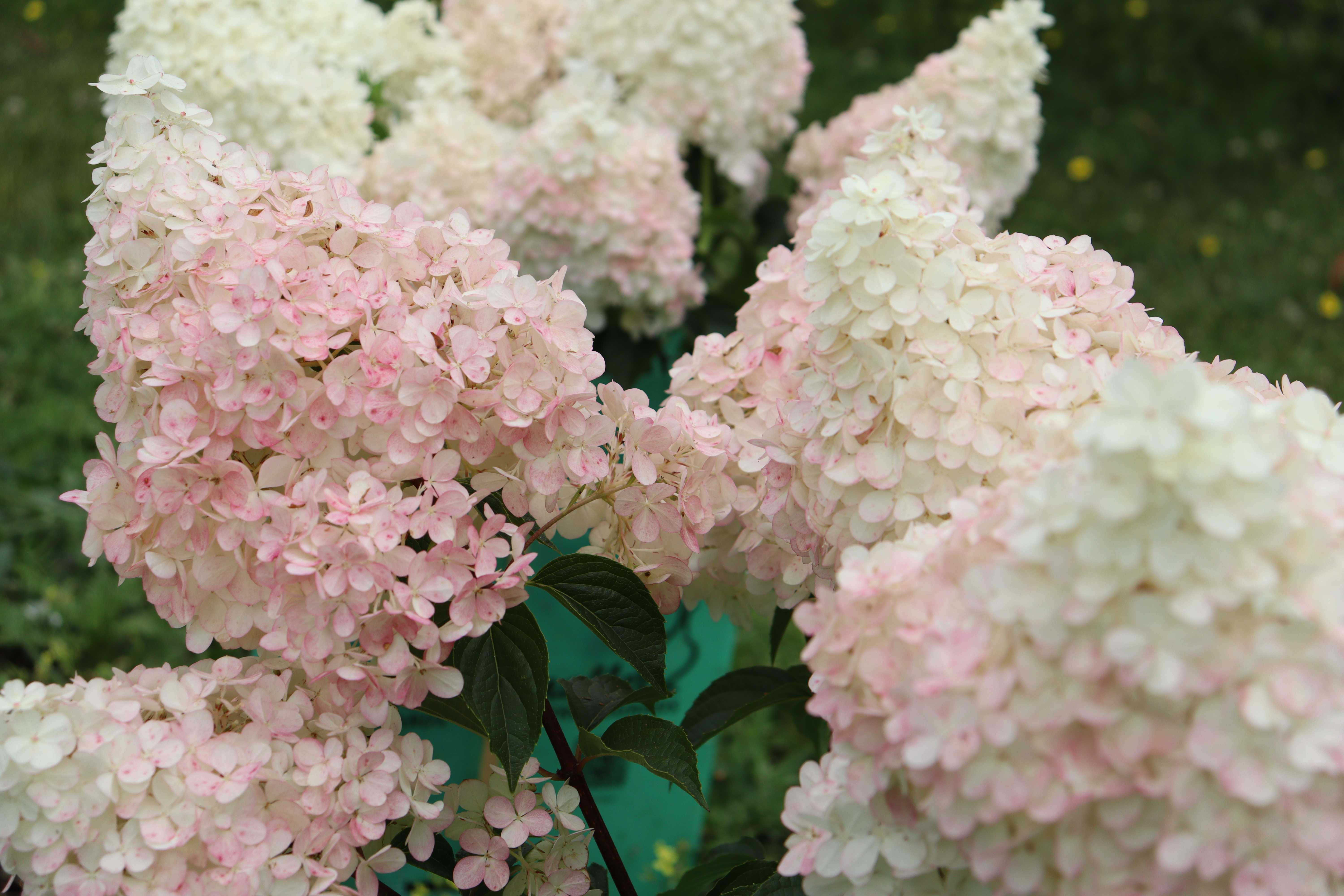 Sundae Fraise Hydrangeas