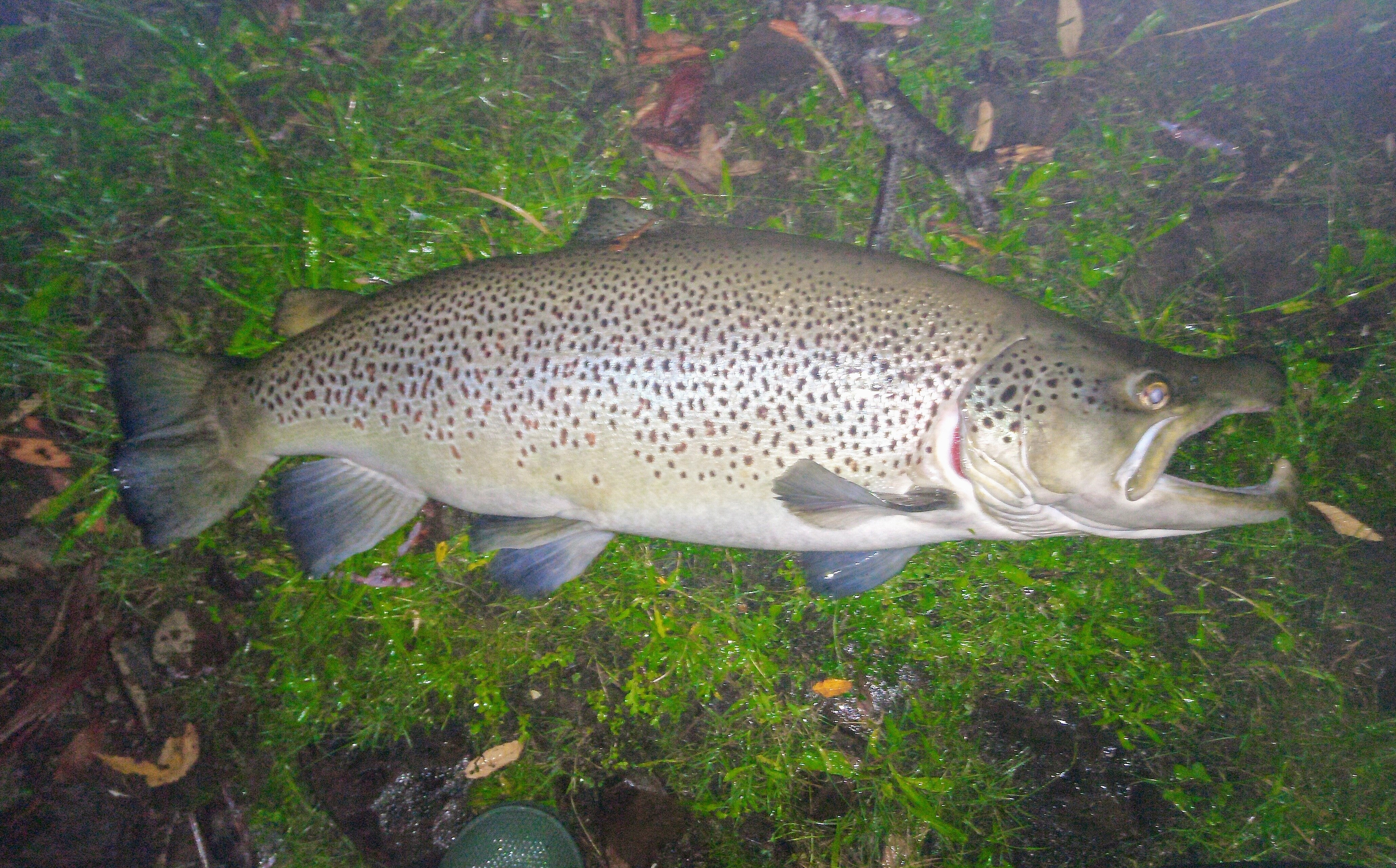 The 7.845 kg (17.3 lb) male brown trout I caught and released early last Friday morning