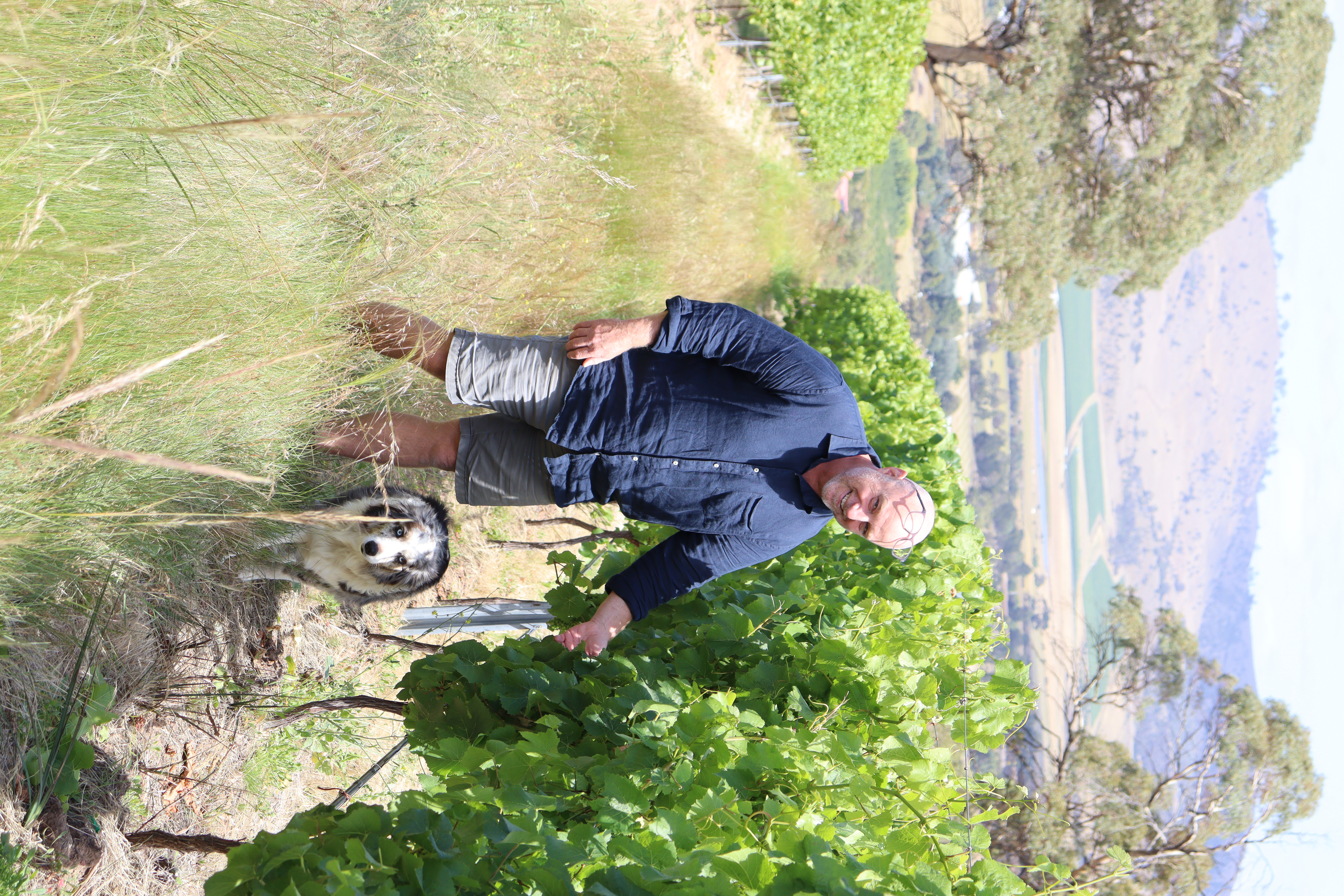 1 Mr Stewart has help from pup Sasha in the vines