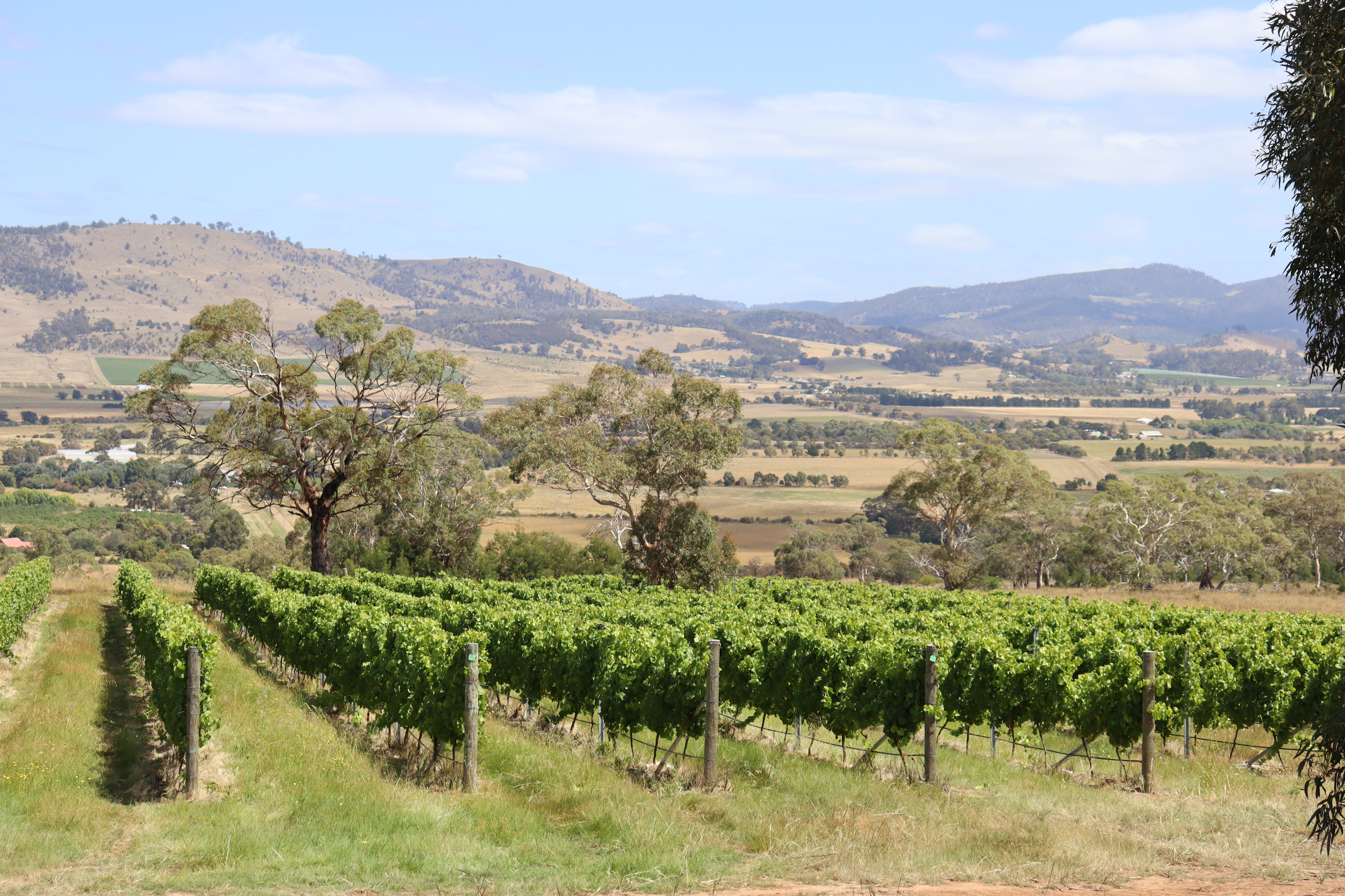 vineyard views