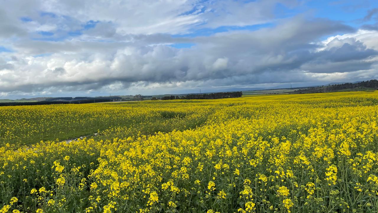 A canola crop at Cressy A canola crop at Cressy