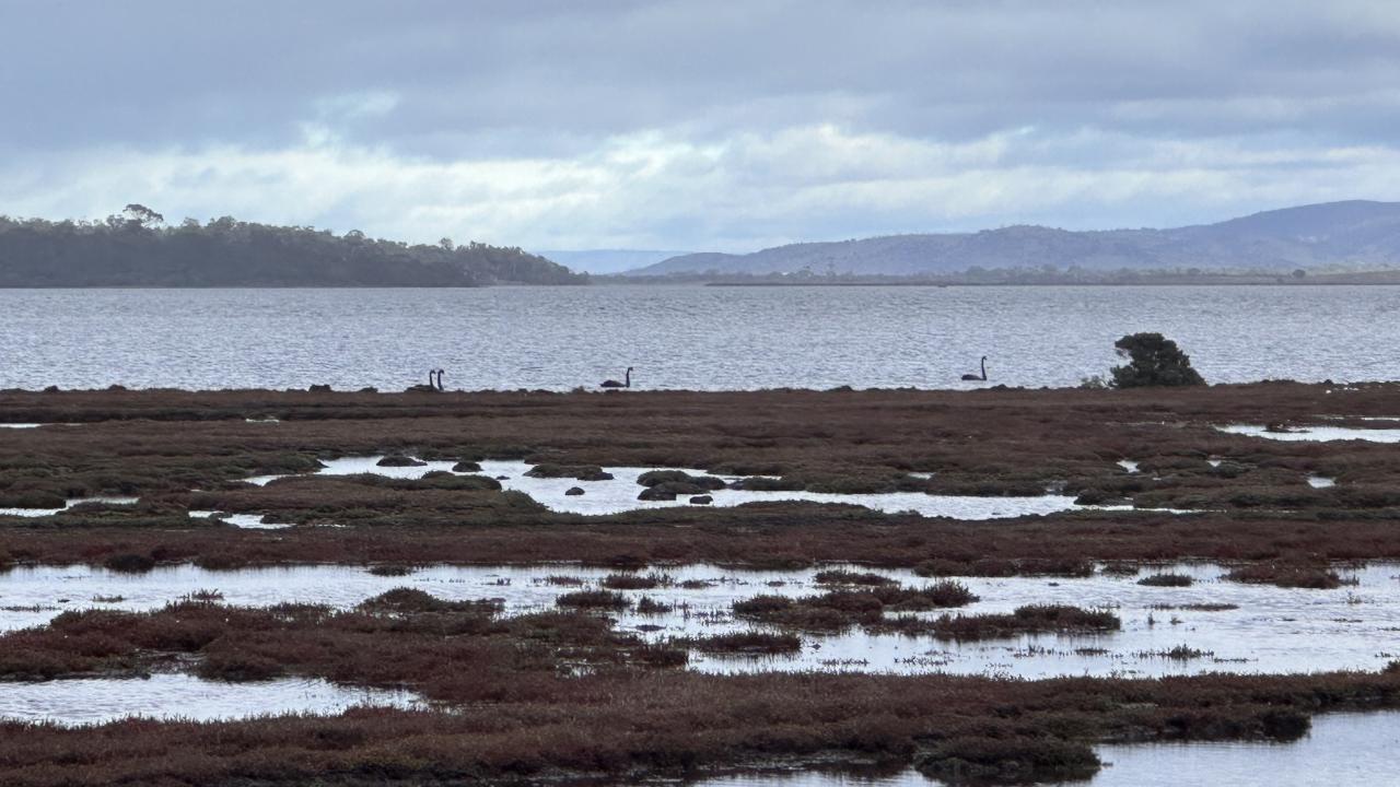 Moulting Lagoon Saltmarsh