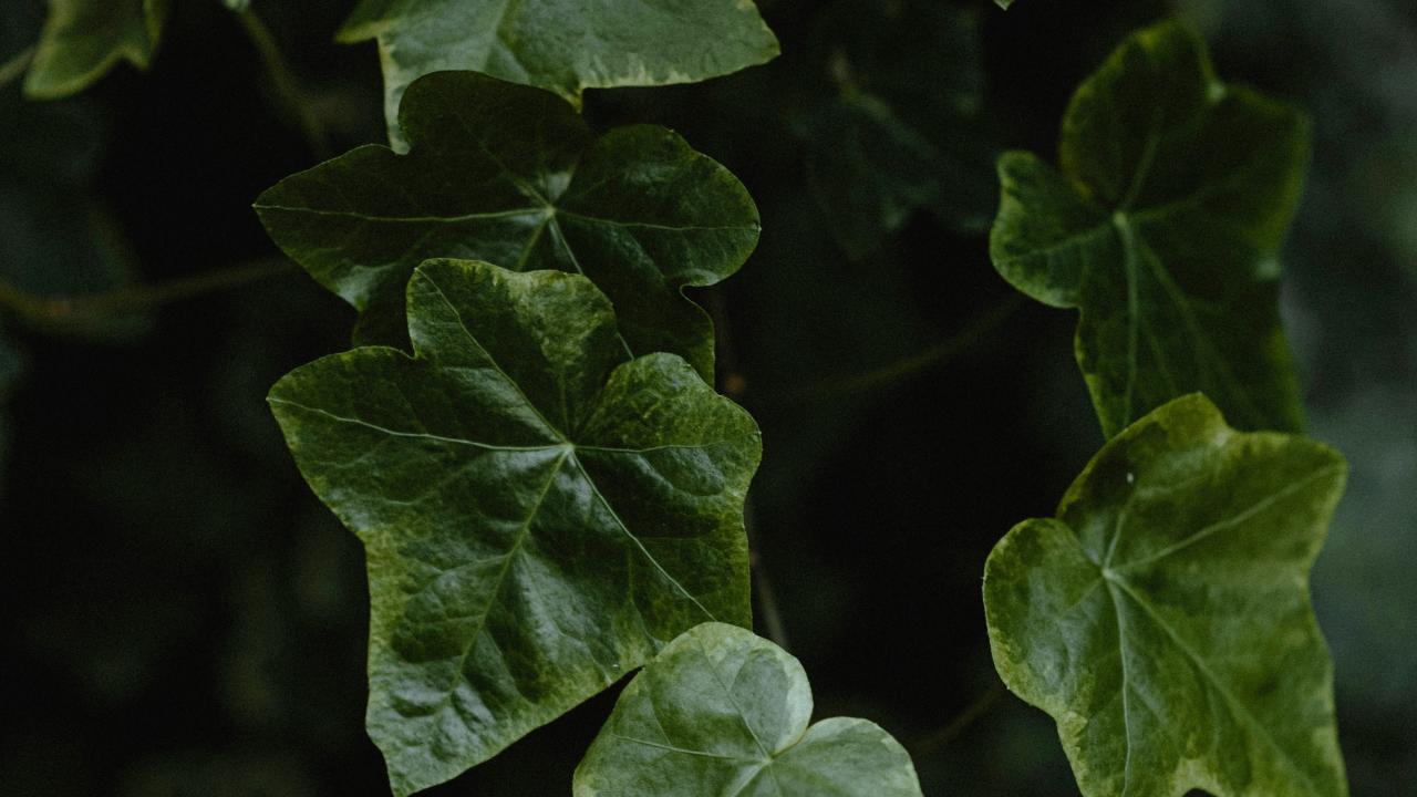 English Ivy: Photo by Vasilina Sirotina English Ivy