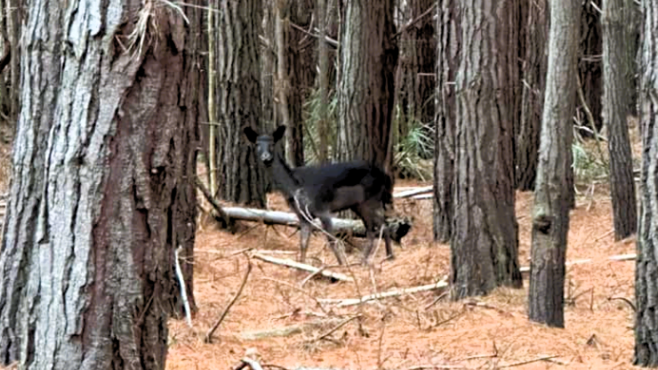 A deer in Pegarah State Forest. Picture: Renae Gale