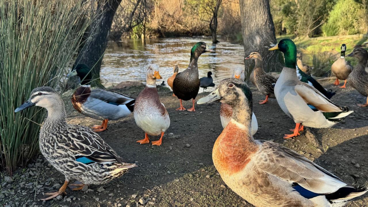 Ducks at Tynwald Park New Norfolk